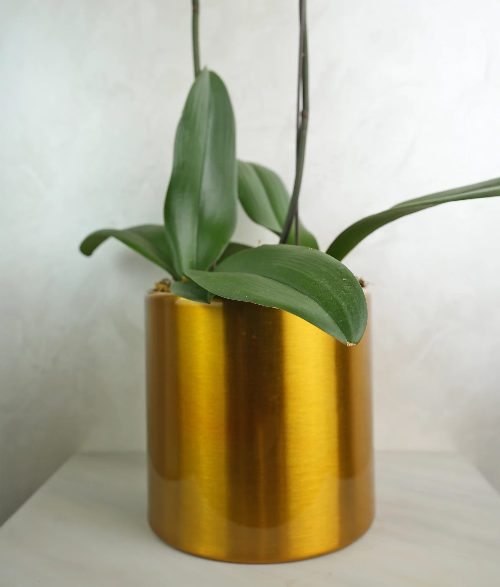 Mini 2 Yellow Orchids in Metal pot - Uniflora
