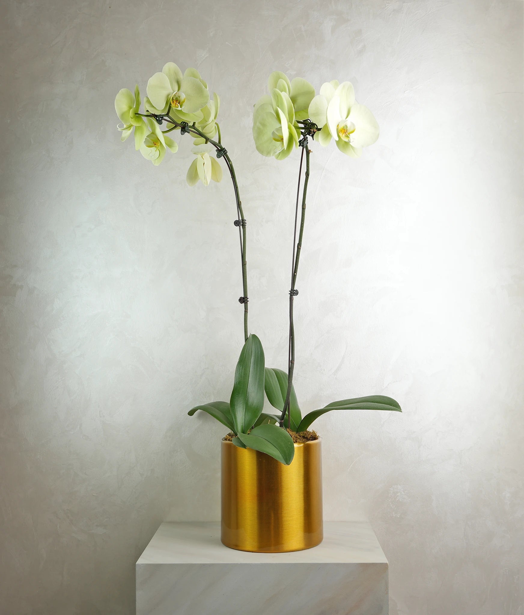 Mini 2 Yellow Orchids in Metal pot - Uniflora