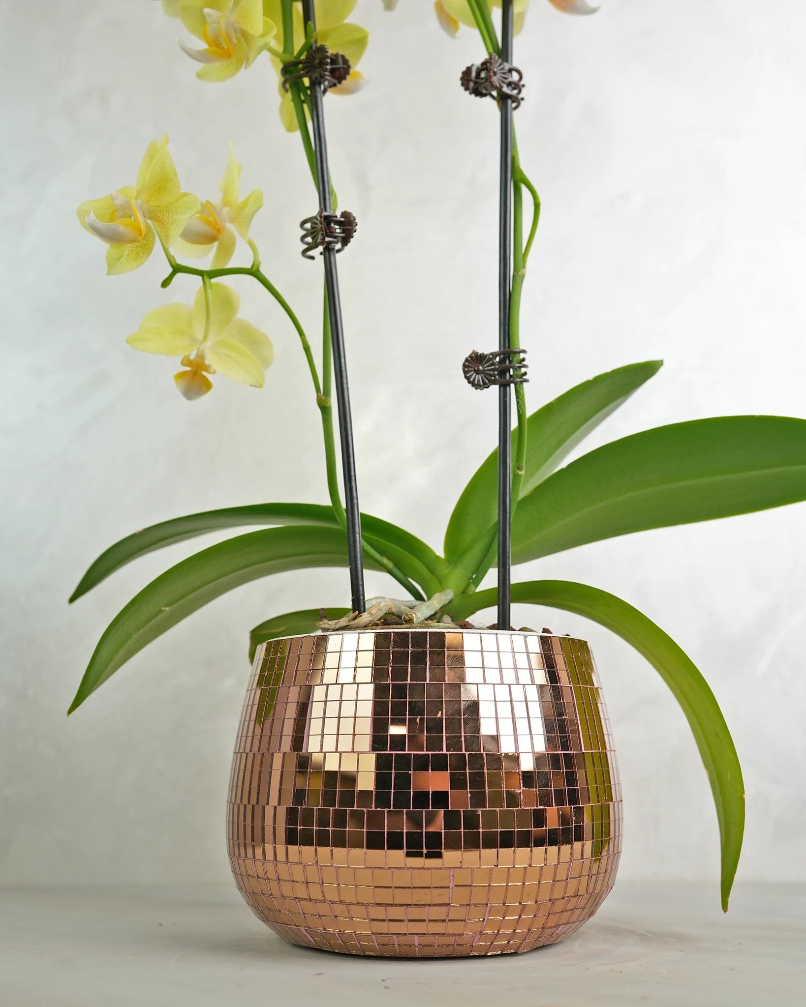 Mini Copper Charm Orchids - Uniflora