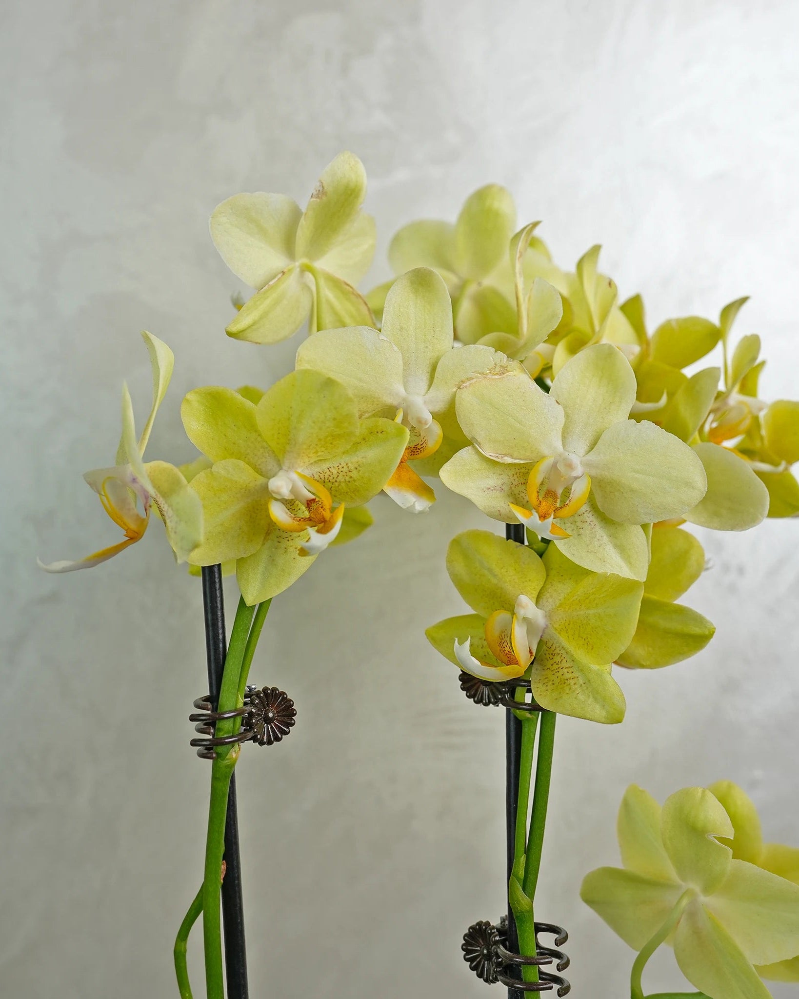 Mini Copper Charm Orchids - Uniflora