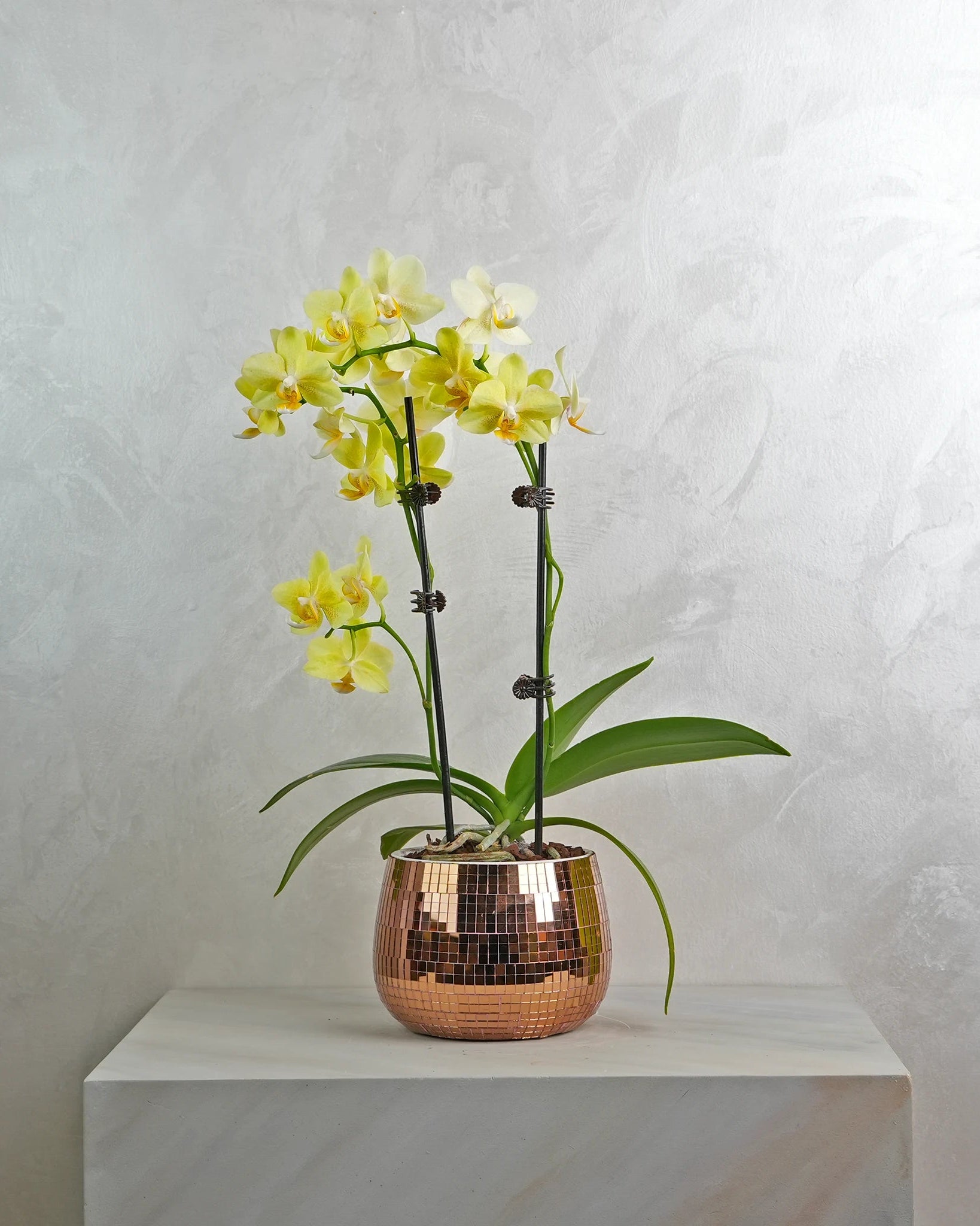 Mini Copper Charm Orchids - Uniflora