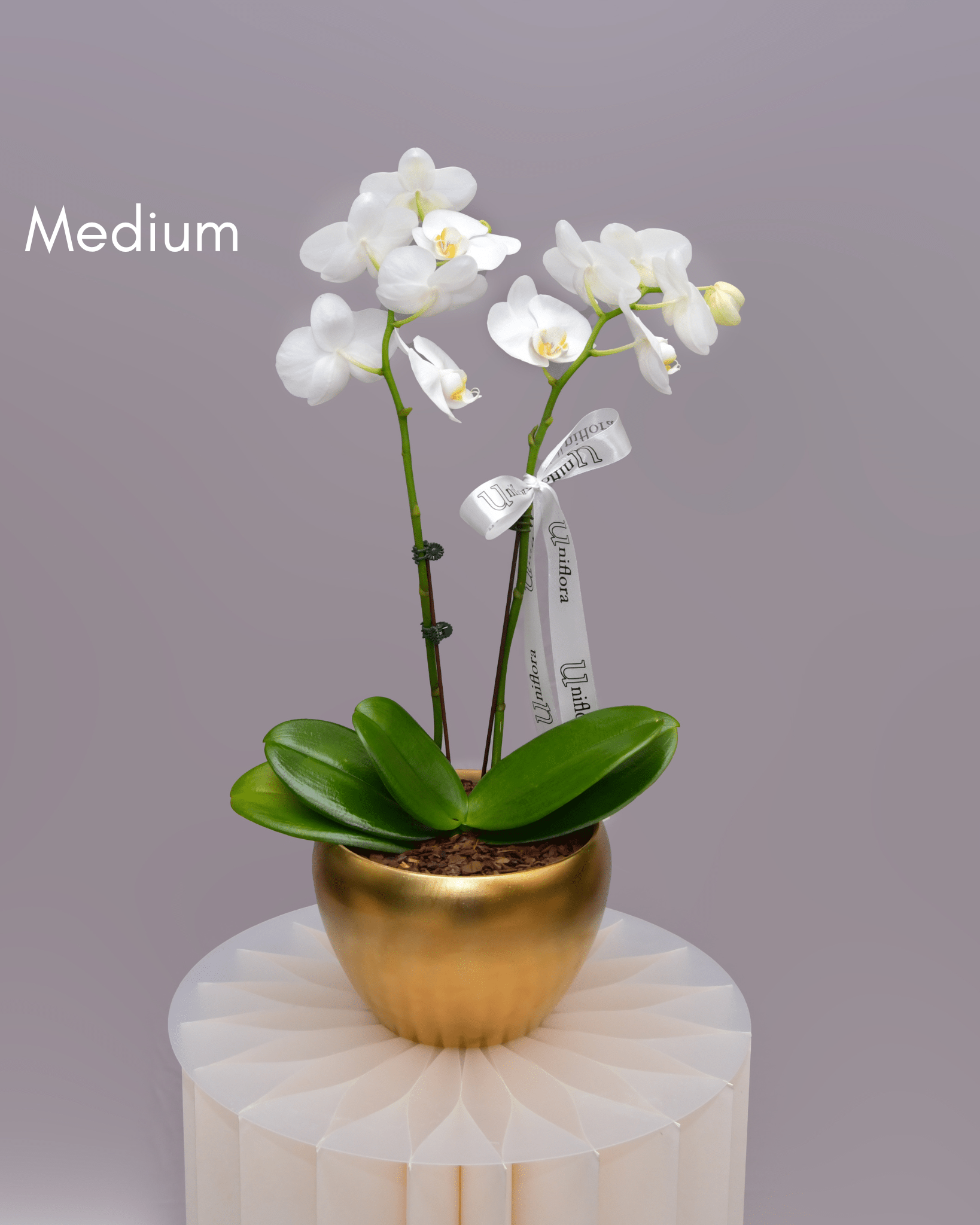 Orchids in Gold Matte Pot - Uniflora