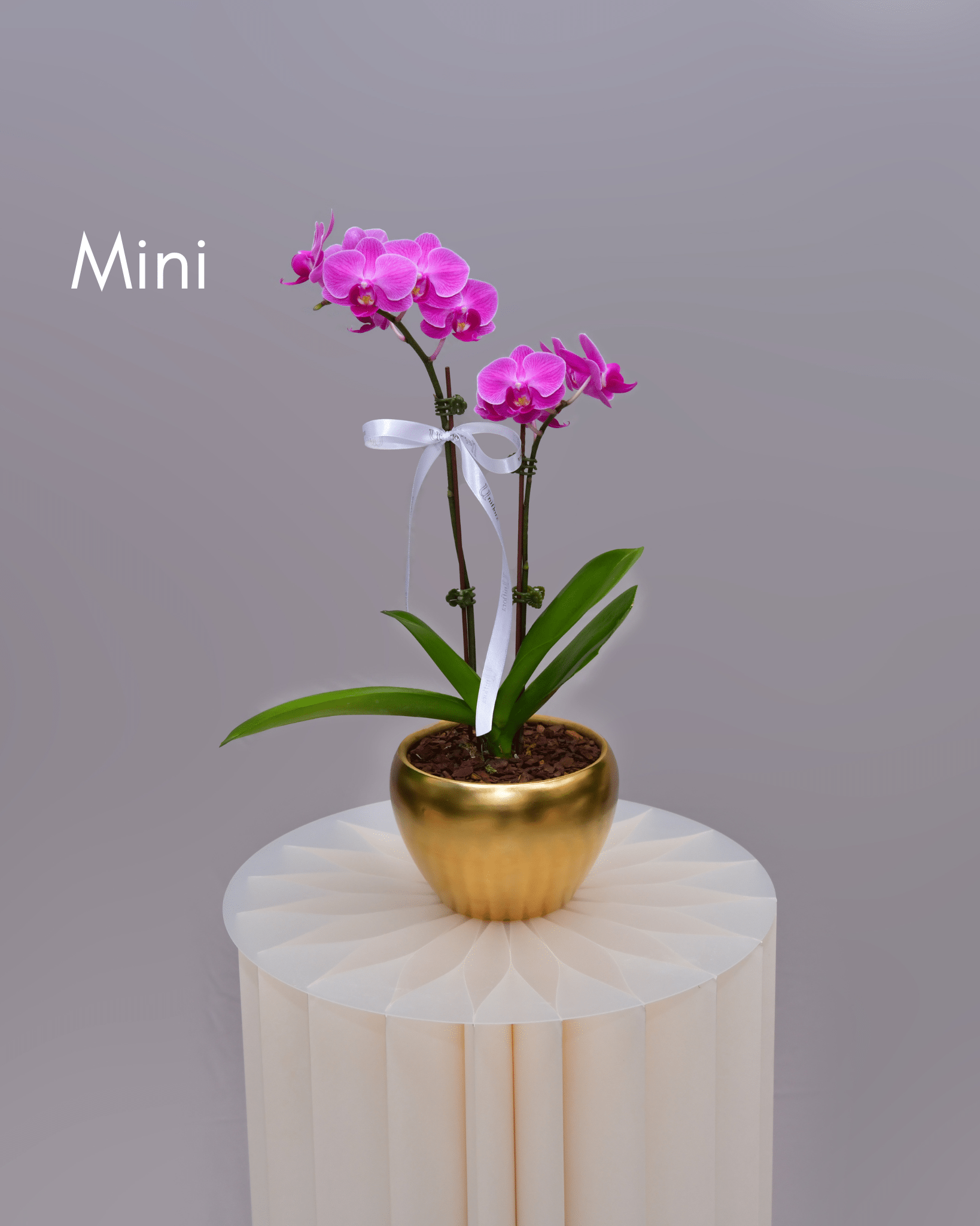 Orchids in Gold Matte Pot - Uniflora