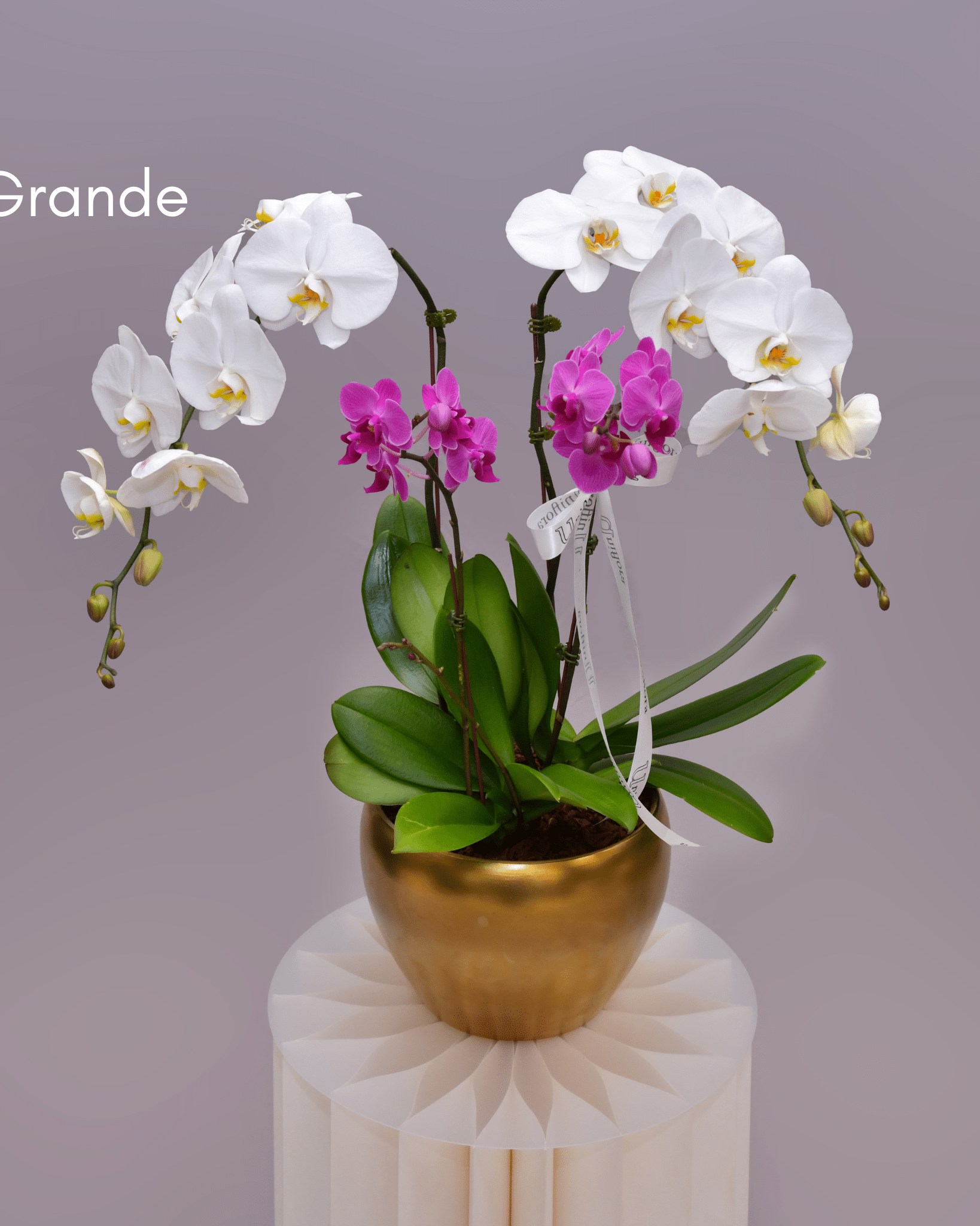 Orchids in Gold Matte Pot - Uniflora