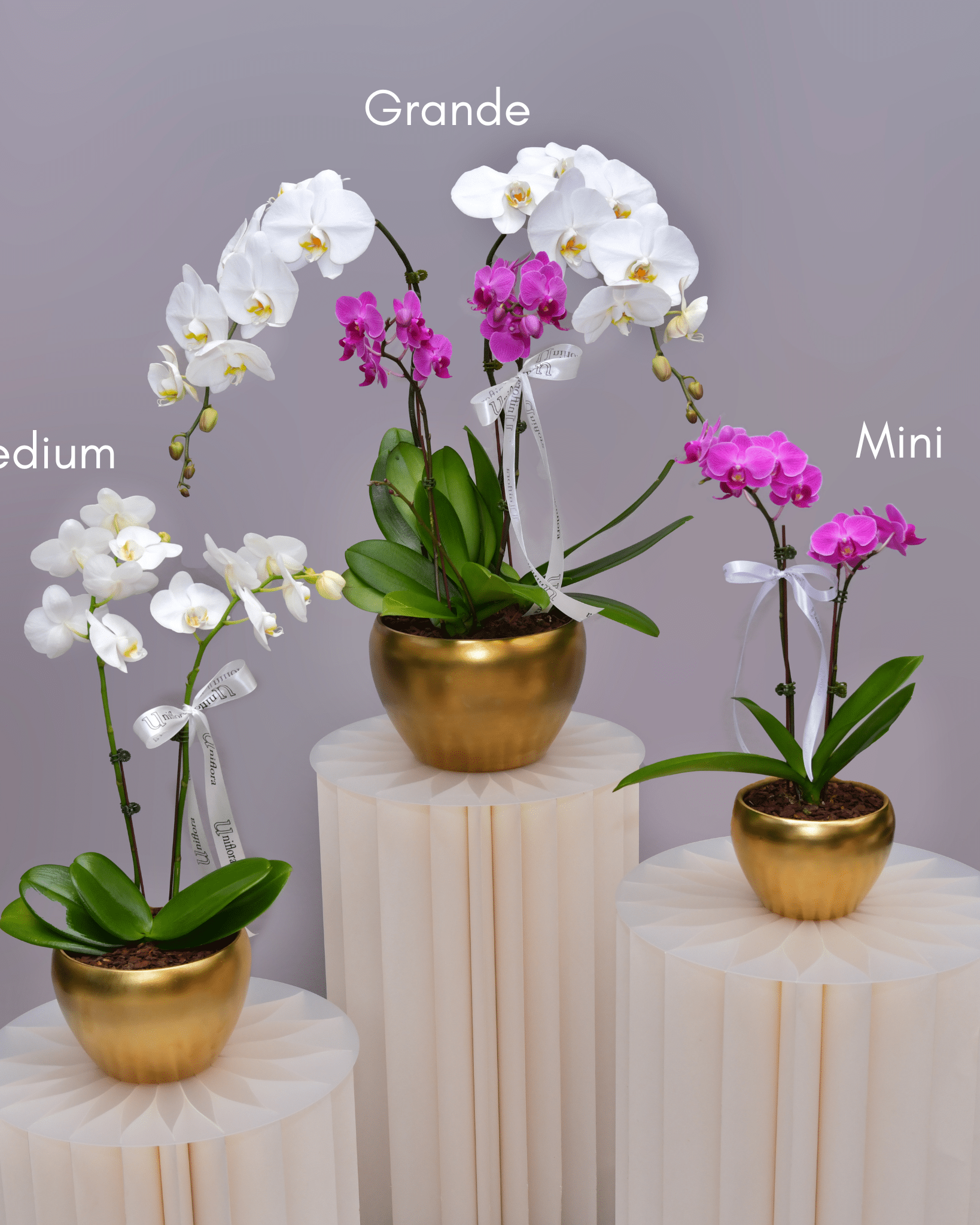 Orchids in Gold Matte Pot - Uniflora