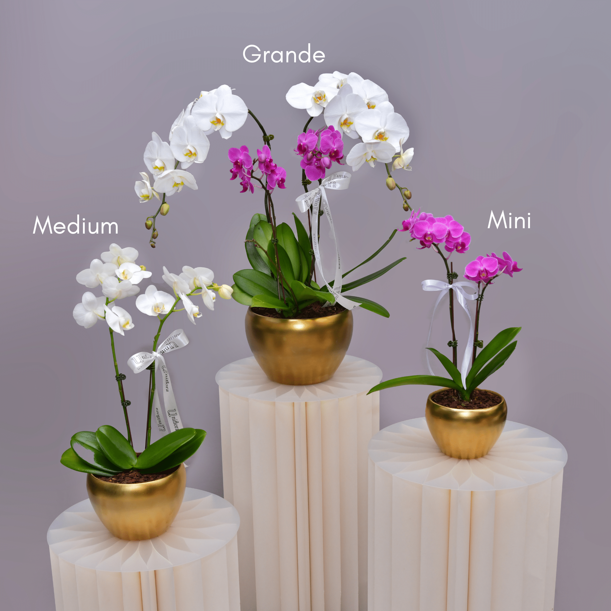 Orchids in Gold Matte Pot - Uniflora