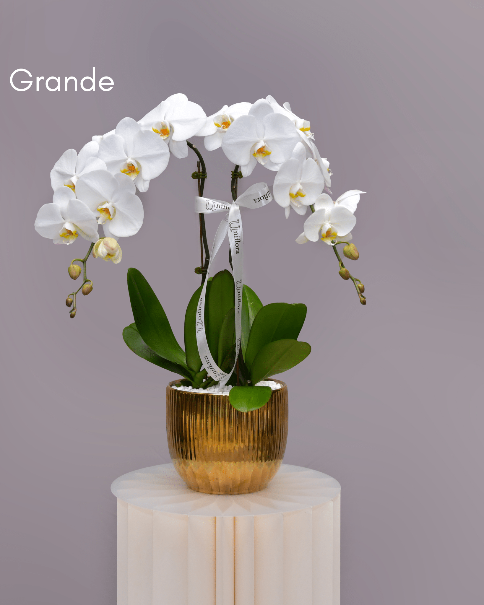 Orchids in Gold Sheen Pot - Uniflora