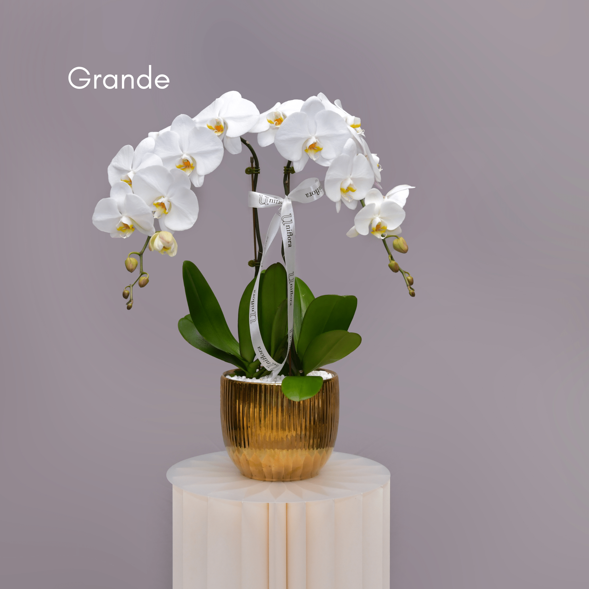 Orchids in Gold Sheen Pot - Uniflora
