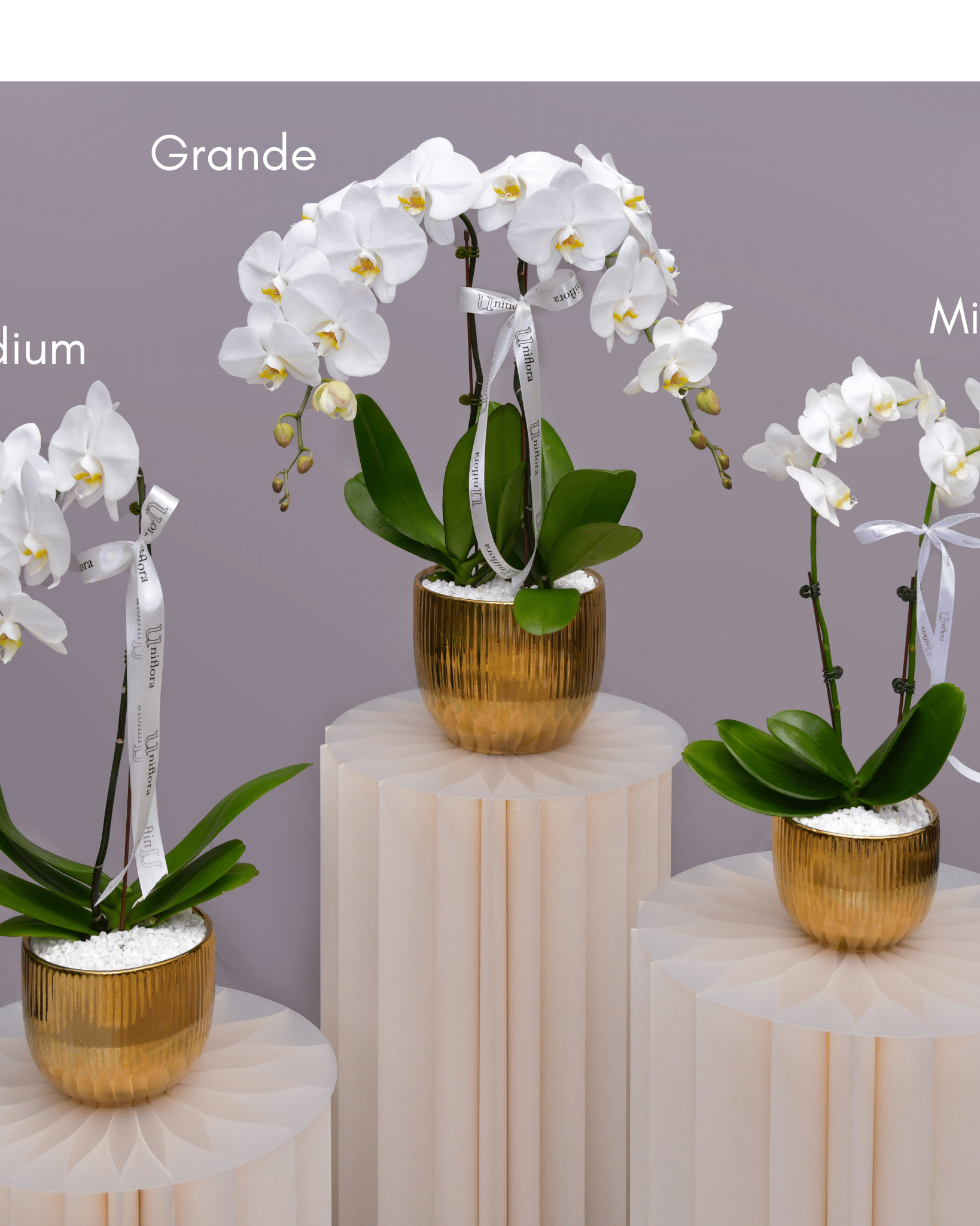 Orchids in Gold Sheen Pot - Uniflora