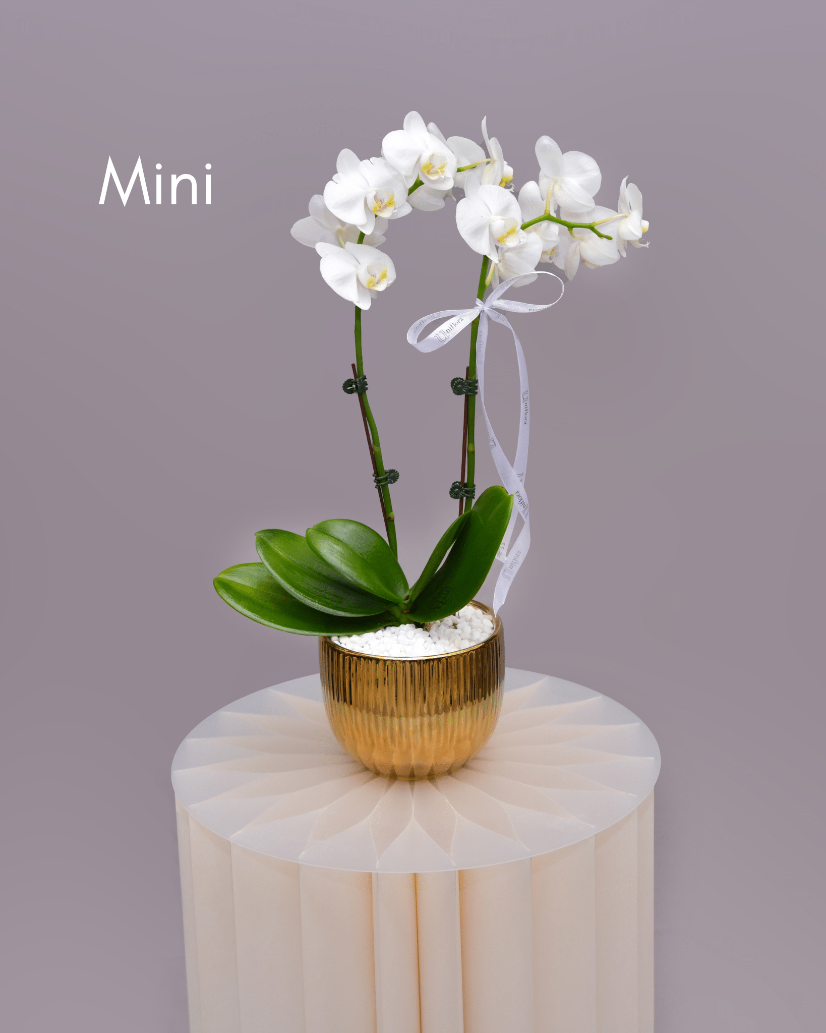 Orchids in Gold Sheen Pot - Uniflora