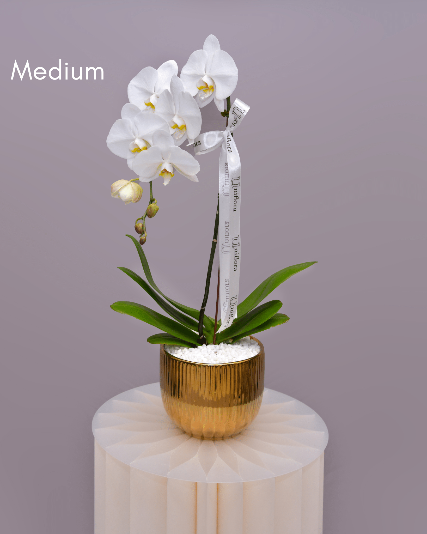 Orchids in Gold Sheen Pot - Uniflora