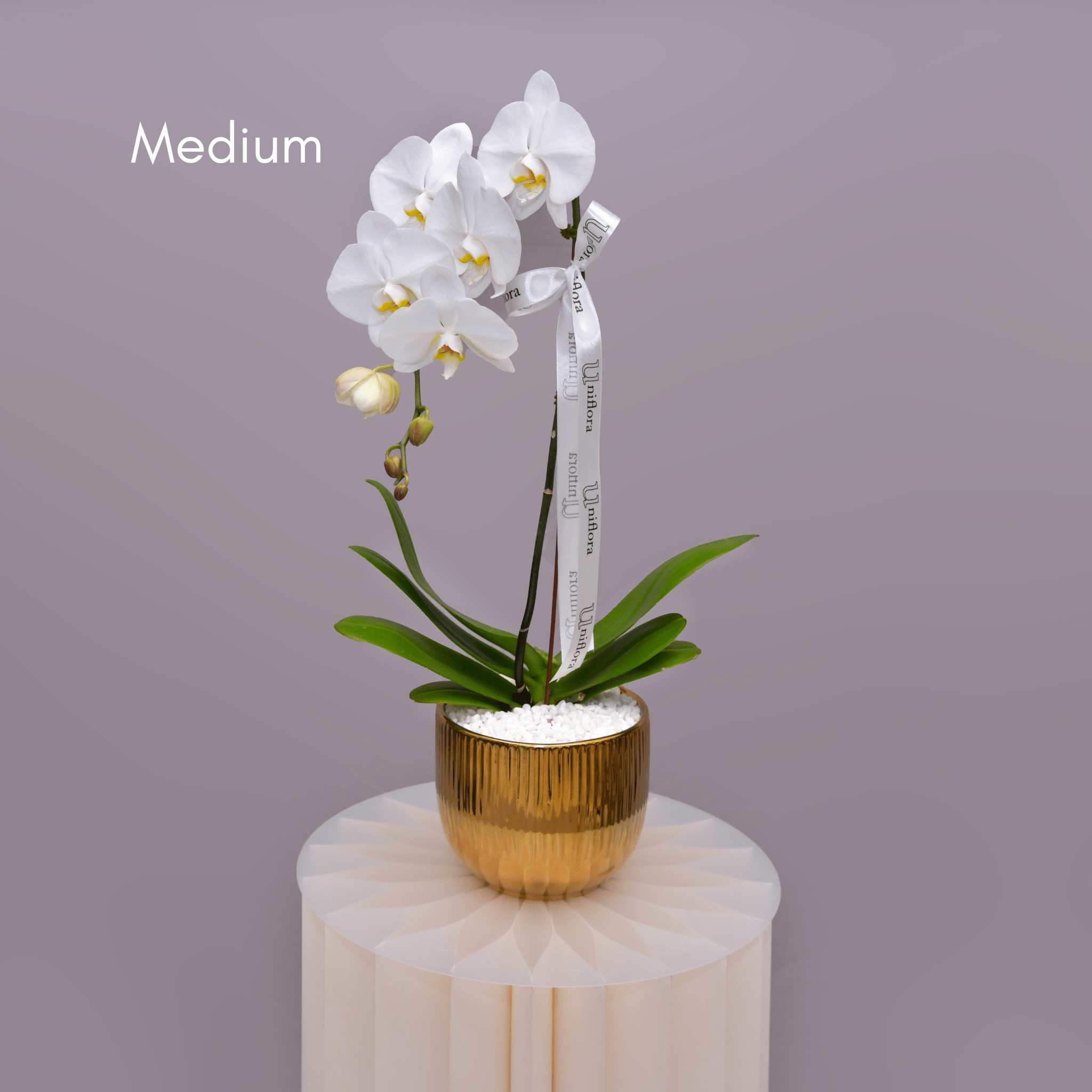 Orchids in Gold Sheen Pot - Uniflora