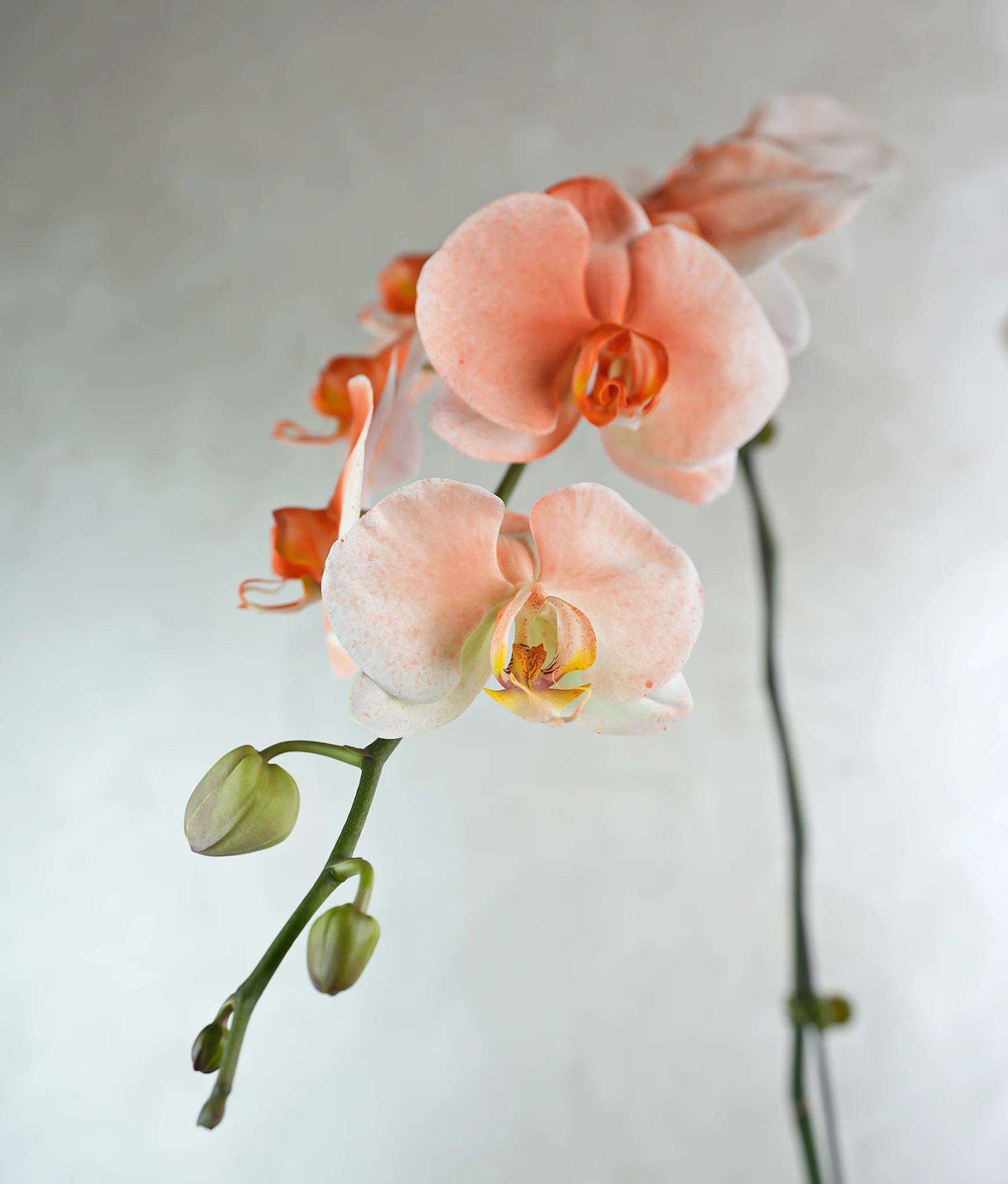Peachy Orchids - Uniflora