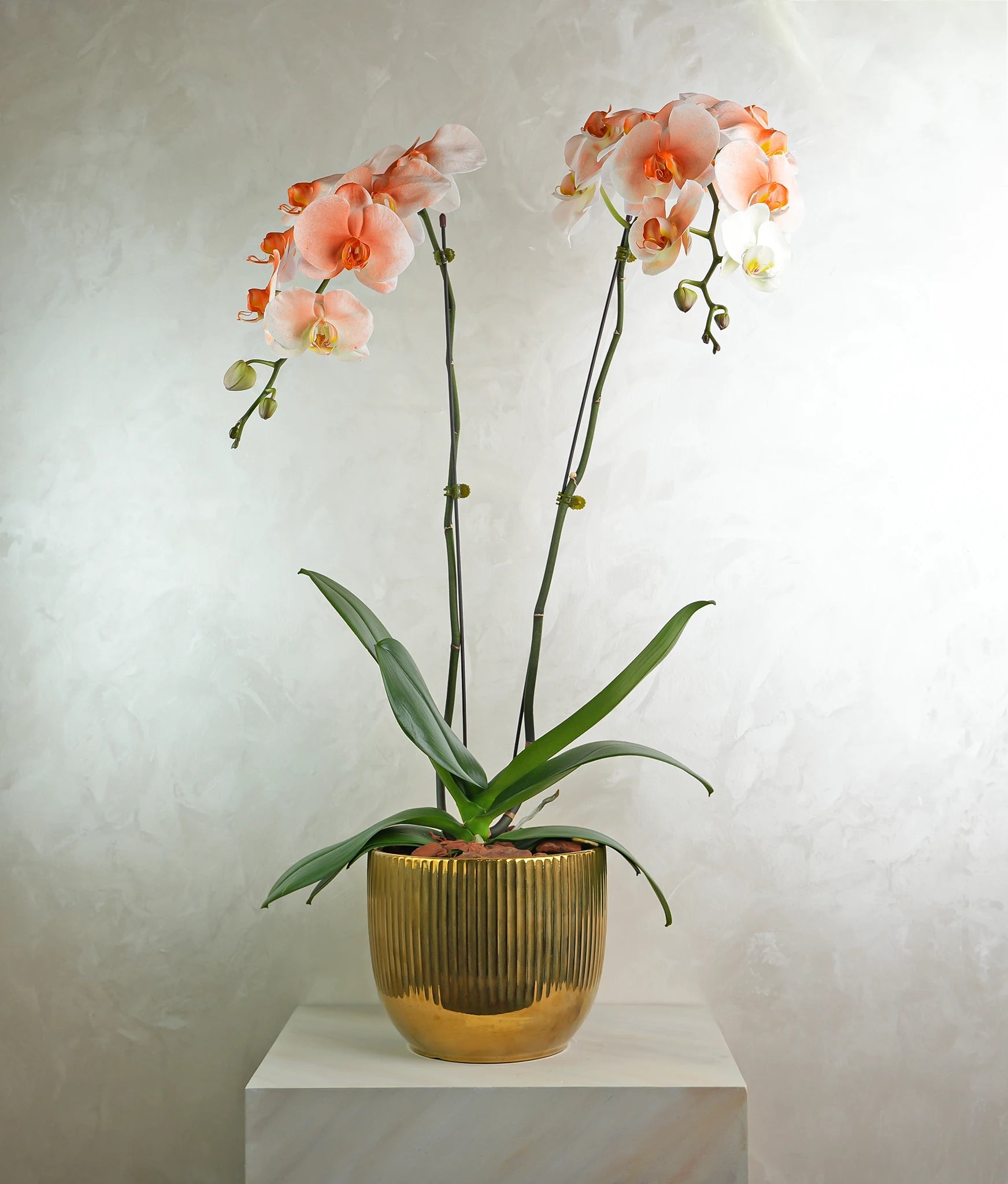 Peachy Orchids - Uniflora