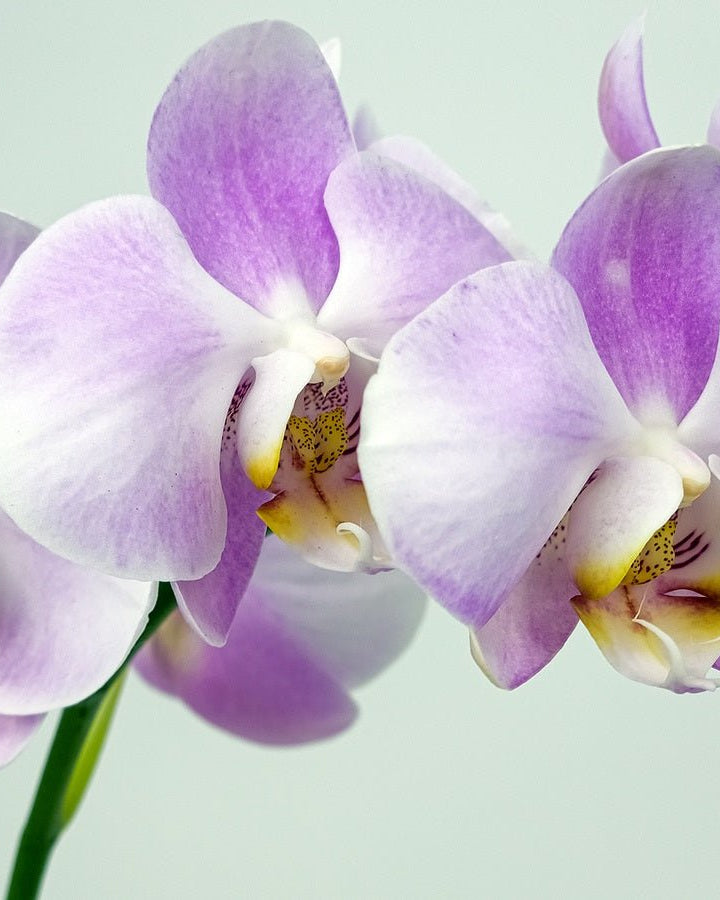 Purple Orchid in Metal Pot - Uniflora