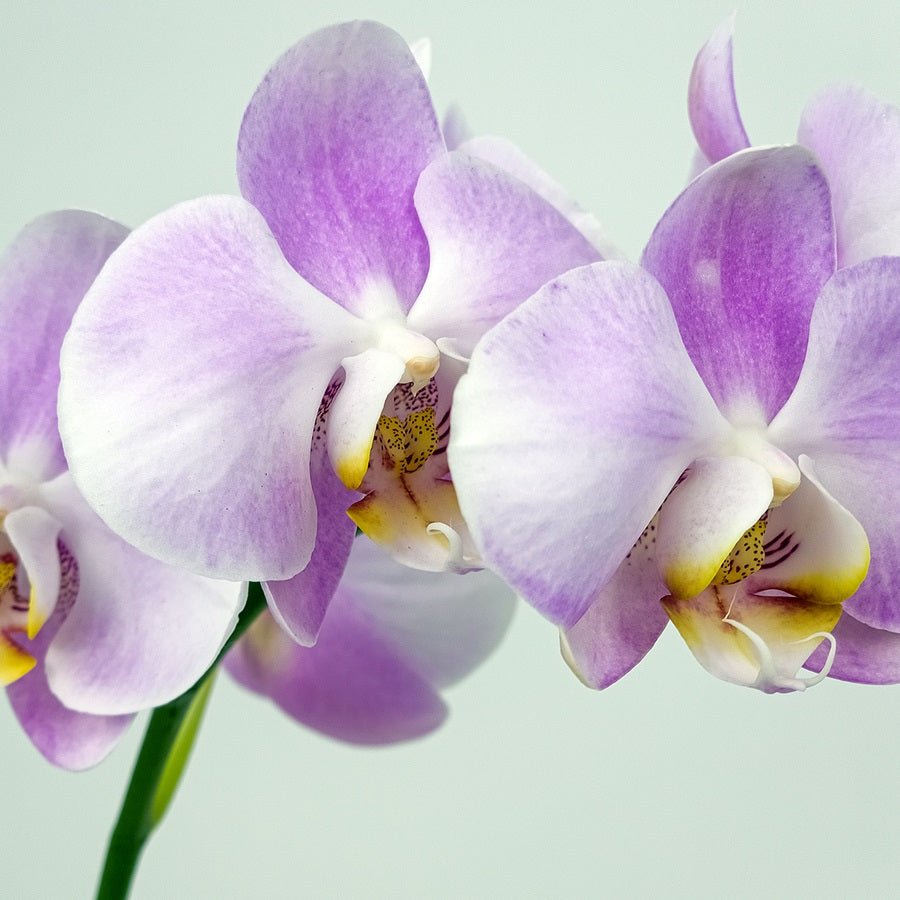 Purple Orchid in Metal Pot - Uniflora