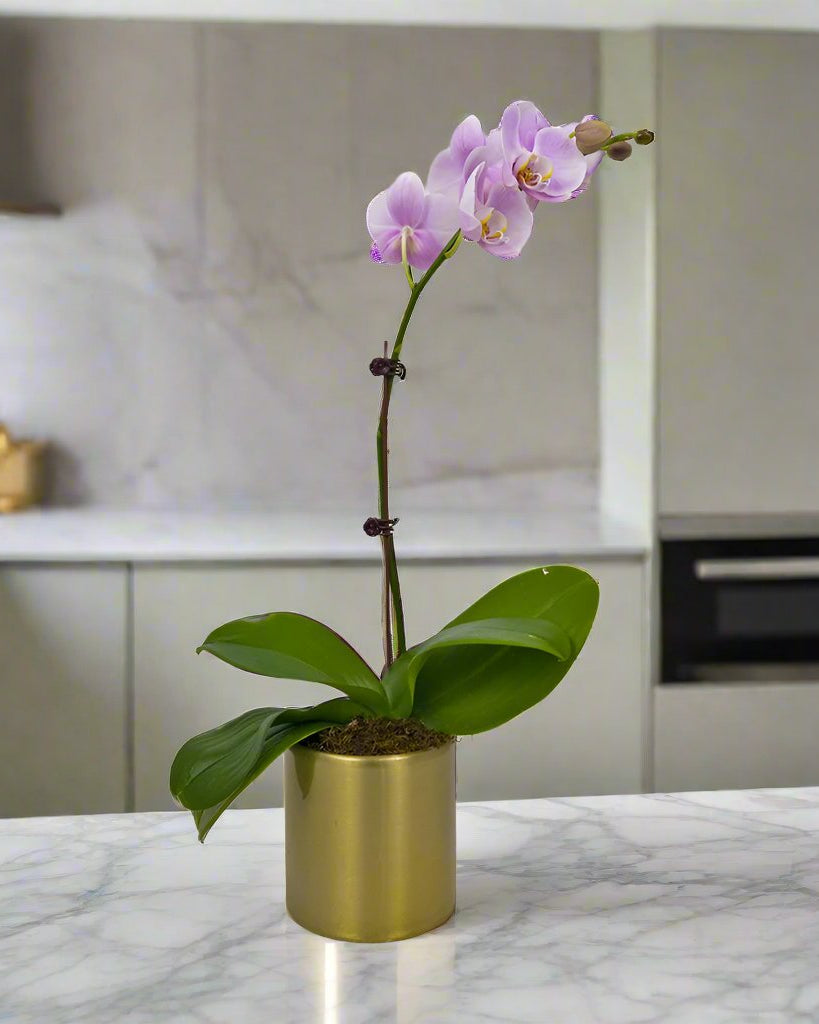 Purple Orchid in Metal Pot - Uniflora