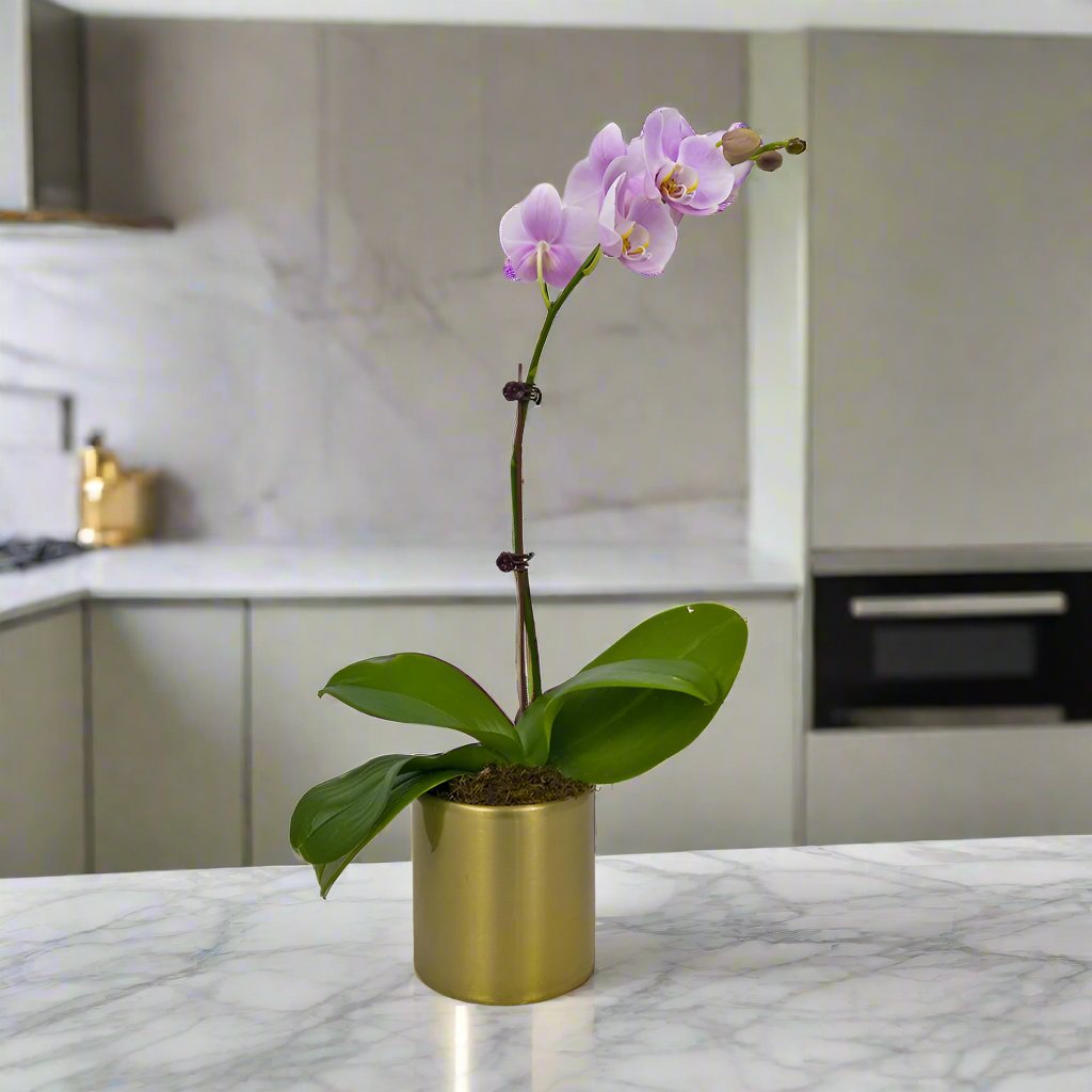 Purple Orchid in Metal Pot - Uniflora