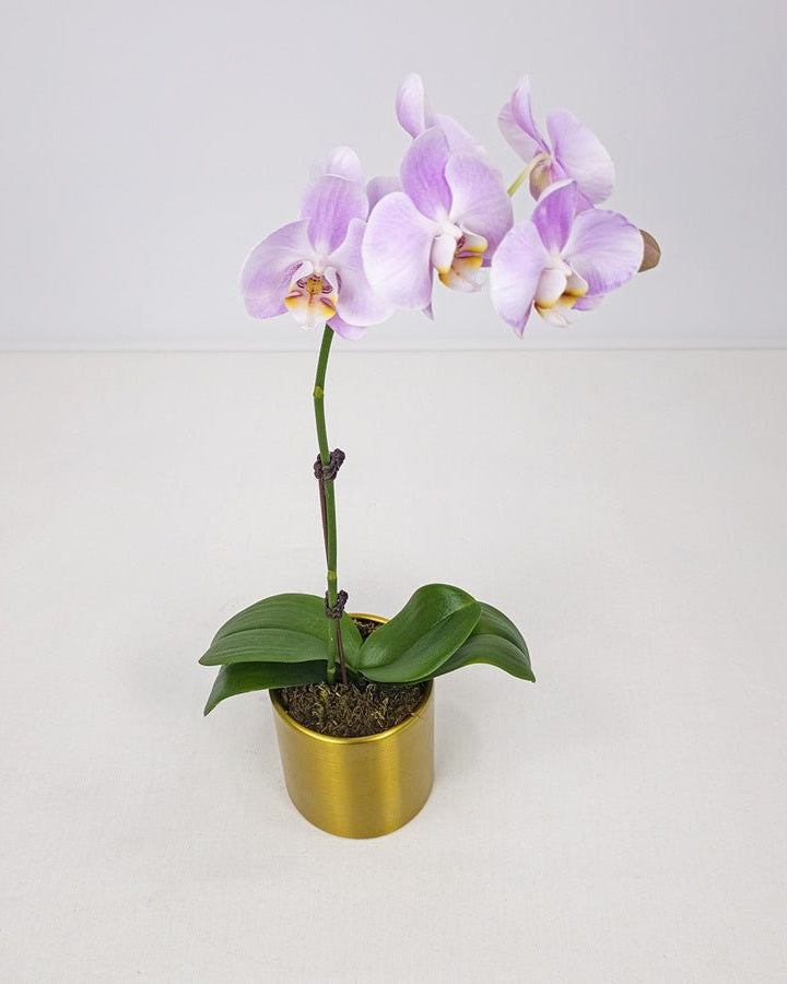 Purple Orchid in Metal Pot - Uniflora