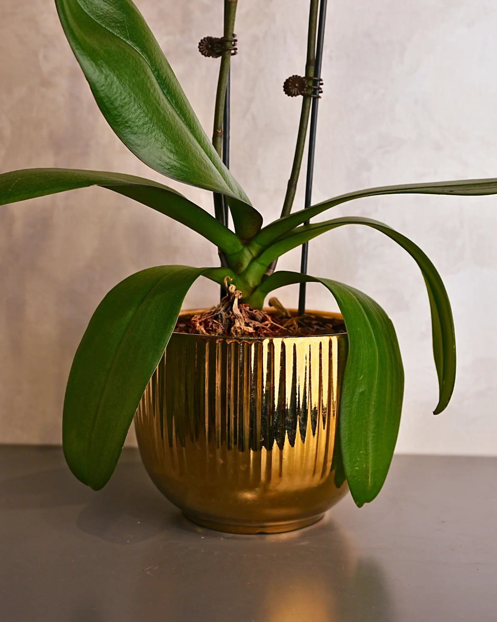 Purple Orchids in Gold Sheen Pot, purple orchids potted plant, from Uniflora Dubai (alternate view)