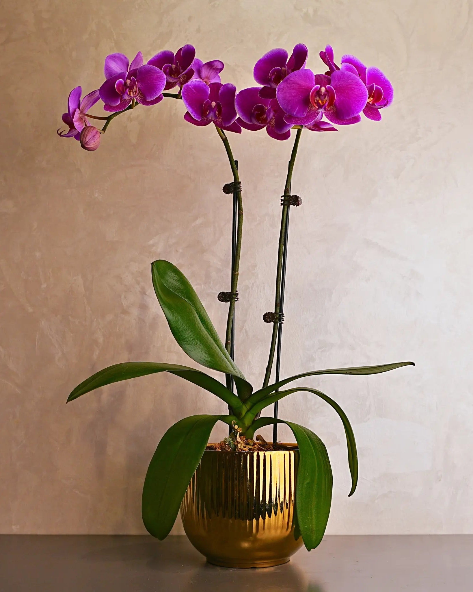Purple Orchids in Gold Sheen Pot, purple orchids potted plant, from Uniflora Dubai