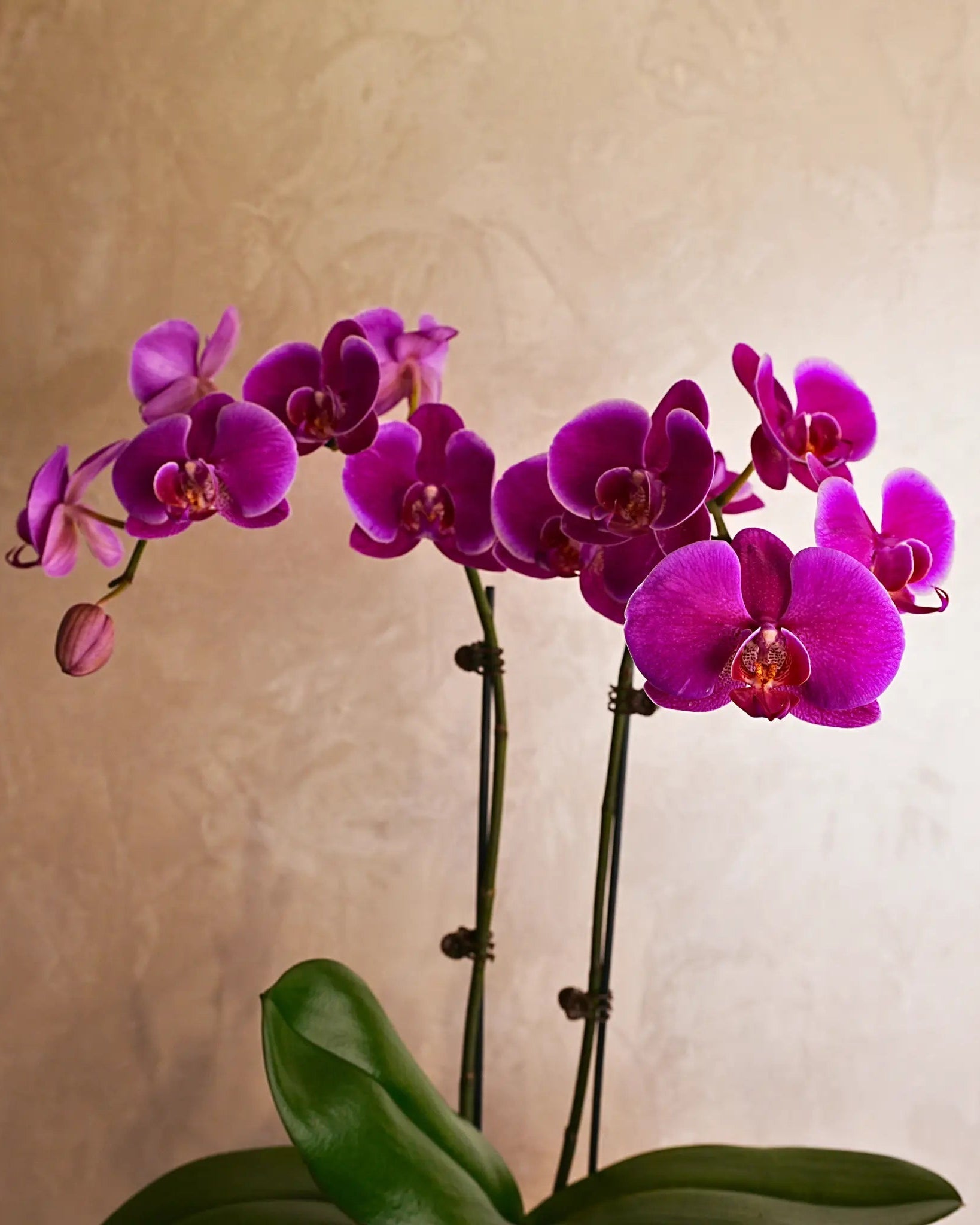 Purple Orchids in Gold Sheen Pot, purple orchids potted plant, from Uniflora Dubai (alternate view)