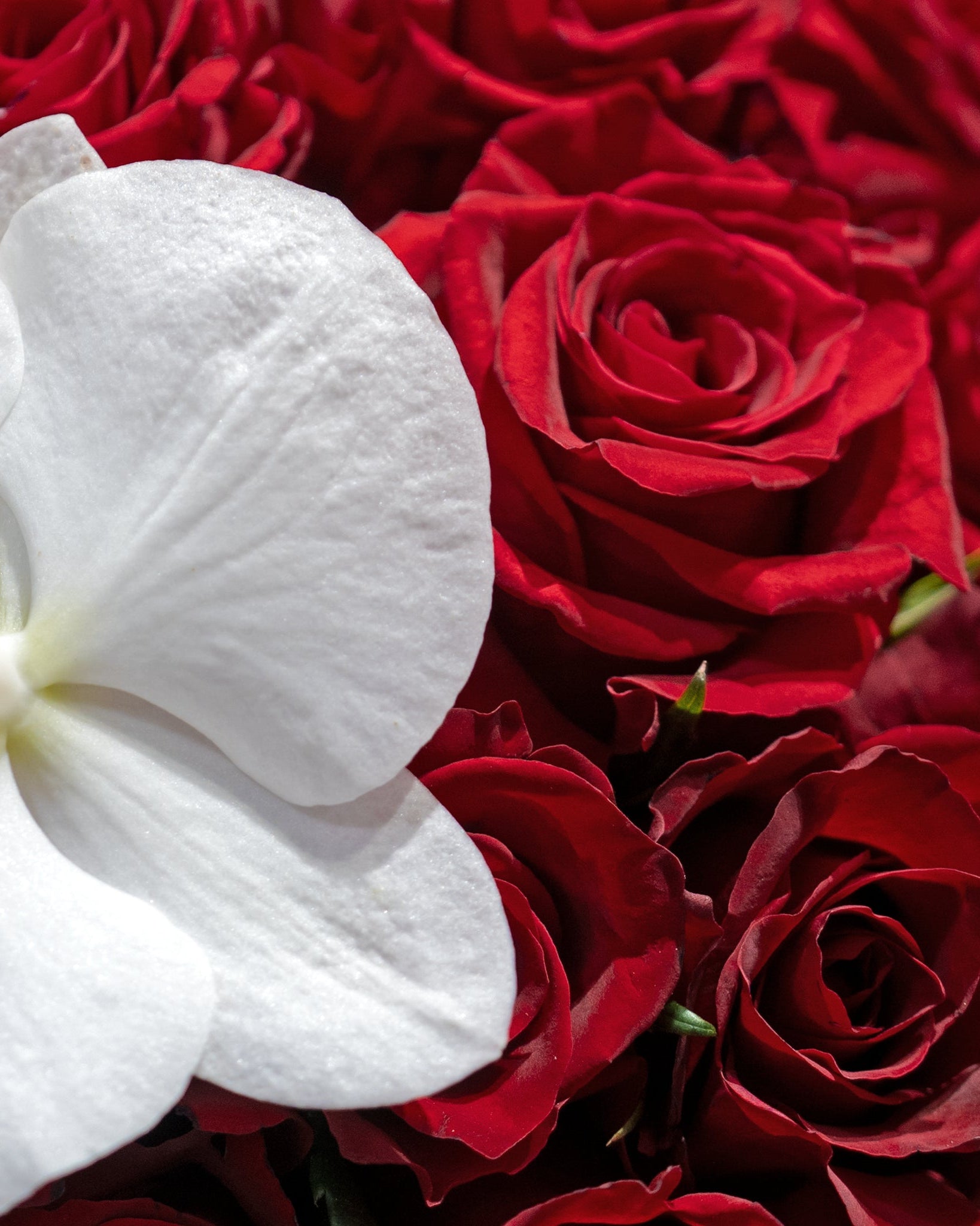Red Rose Radiance - Uniflora