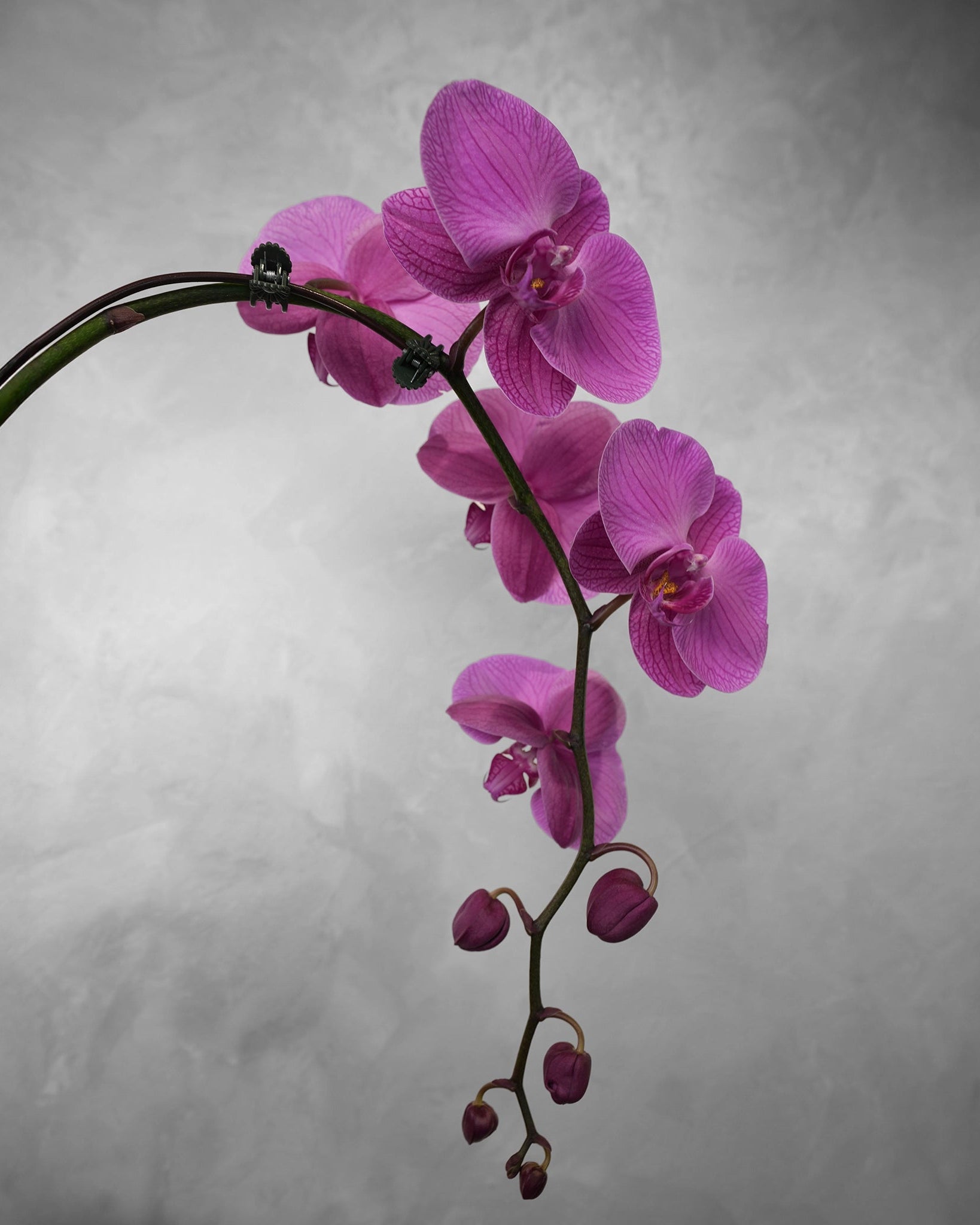 Single purple Orchid - Uniflora
