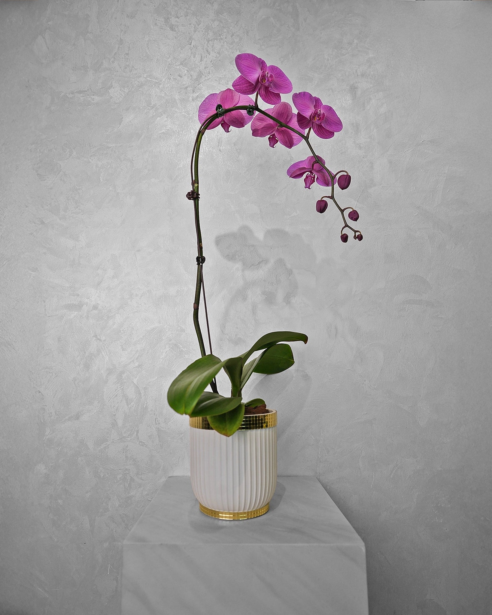 Single purple Orchid - Uniflora
