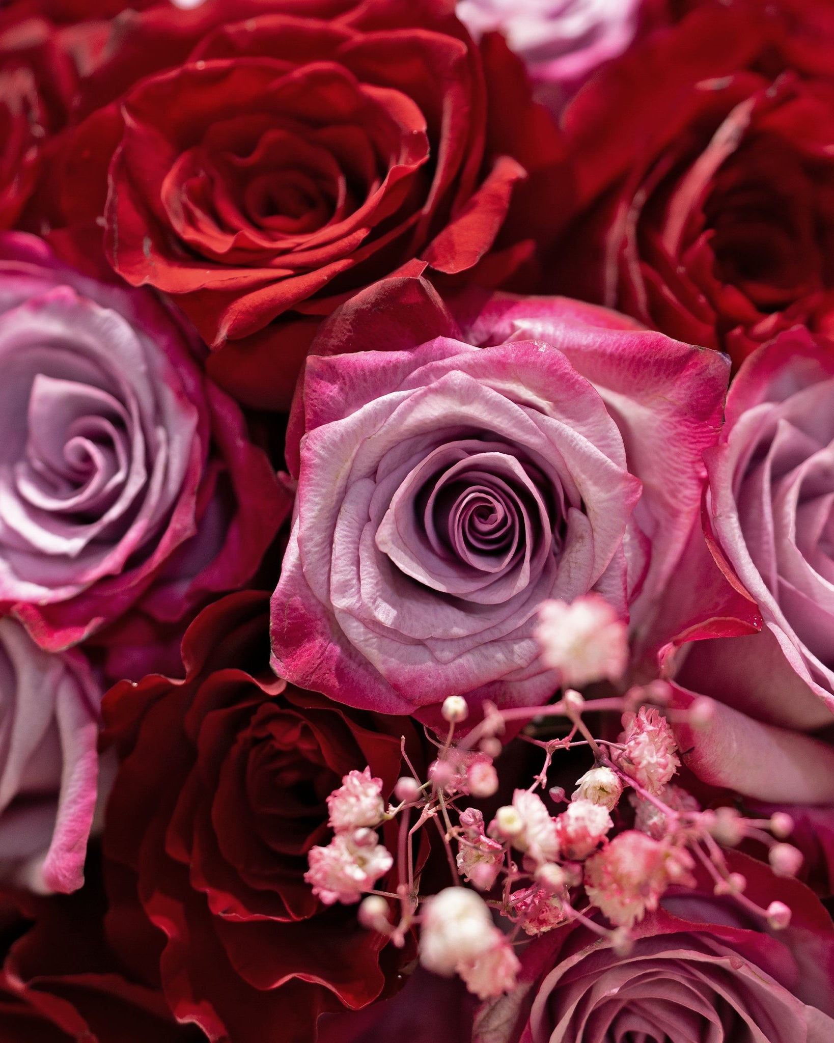 So Demure Roses - Uniflora