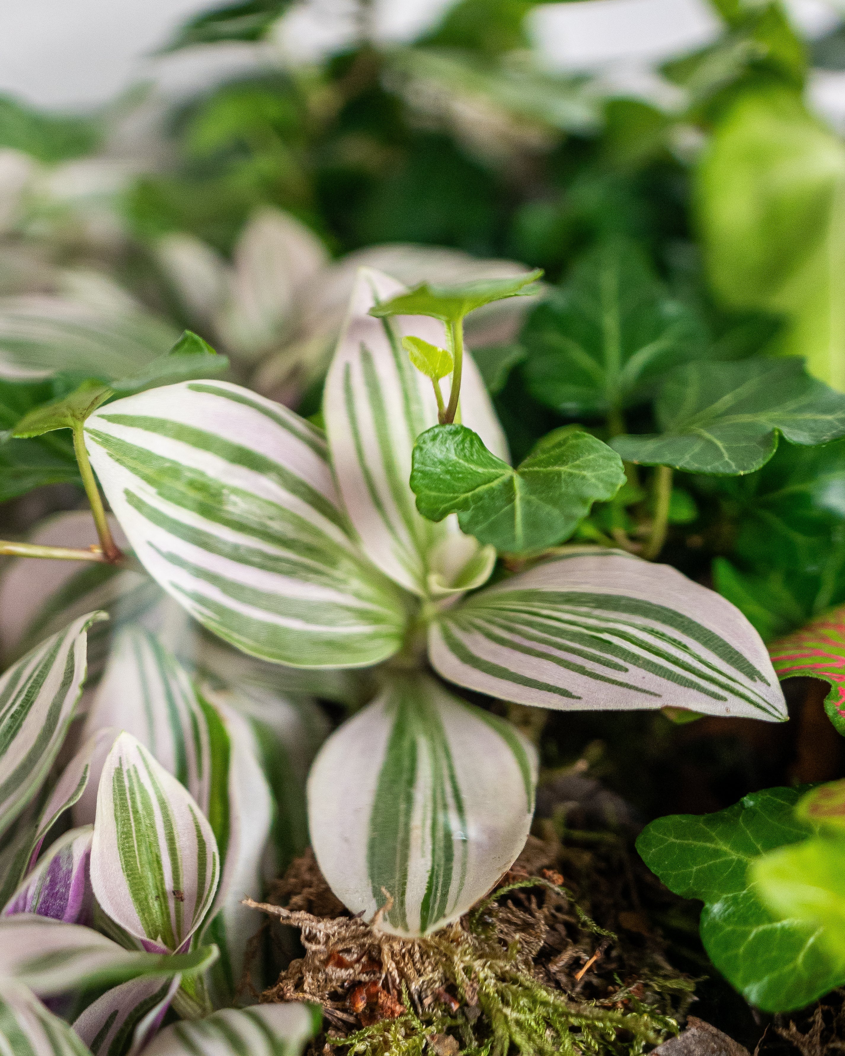 Soft Harmony Terrarium - Large - Uniflora