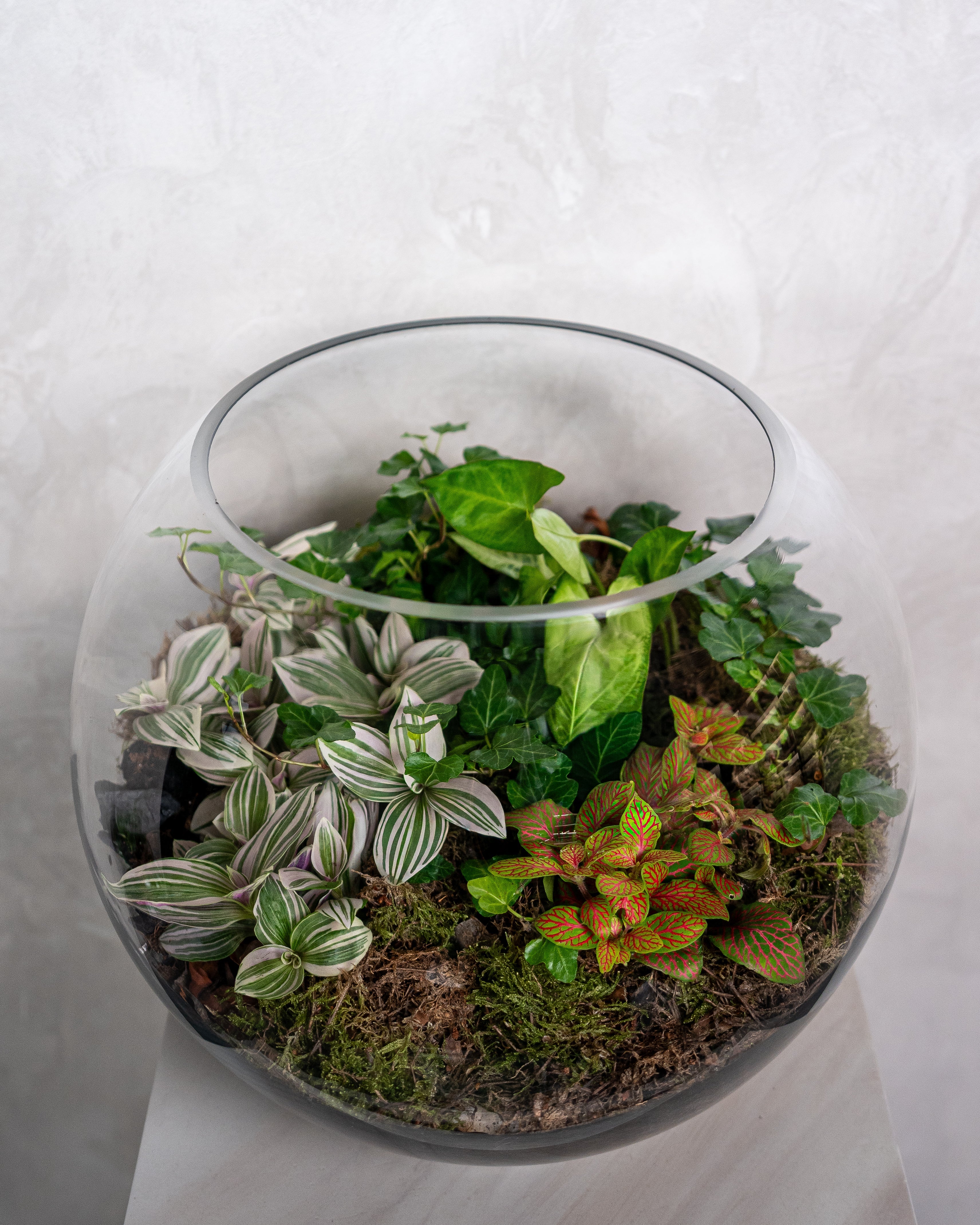 Soft Harmony Terrarium - Large - Uniflora