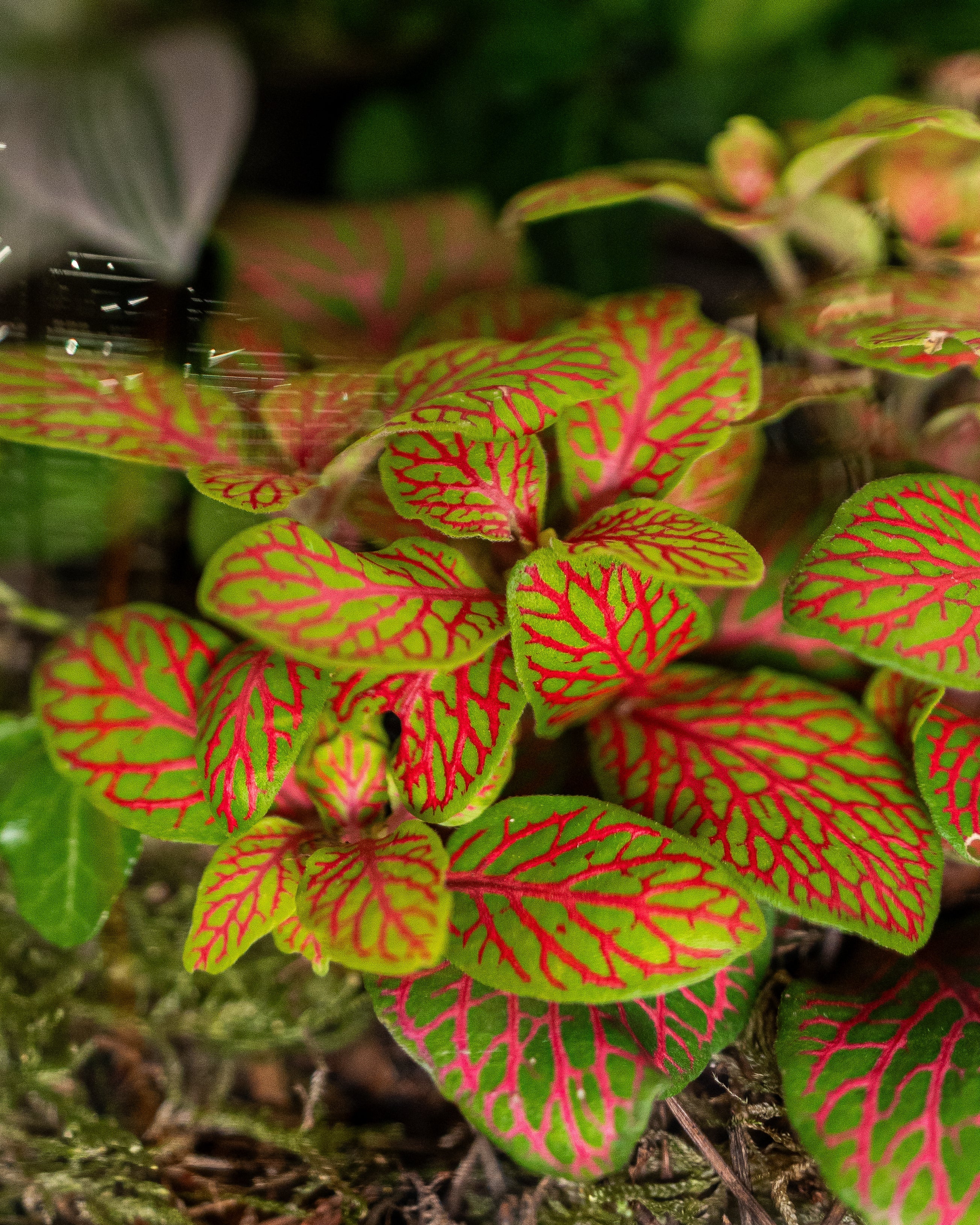 Soft Harmony Terrarium - Large - Uniflora