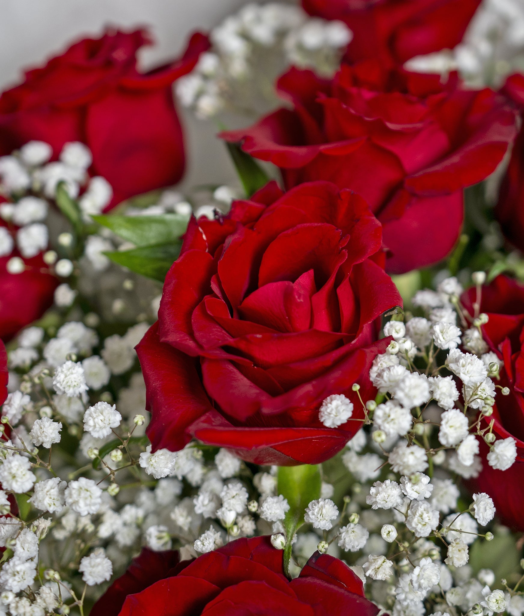 Timeless Roses in Vase - Uniflora