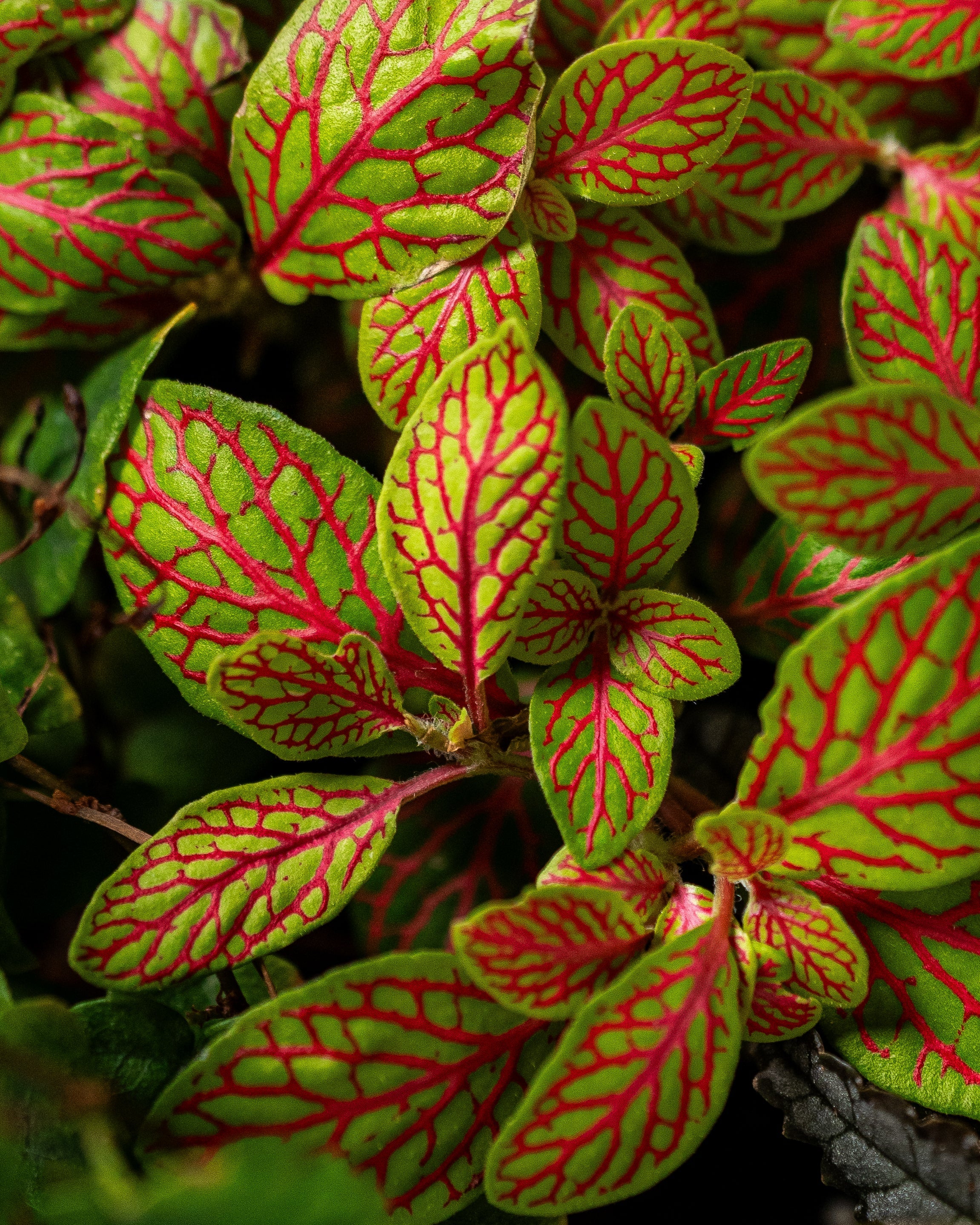 Velvet Terrarium - Large - Uniflora
