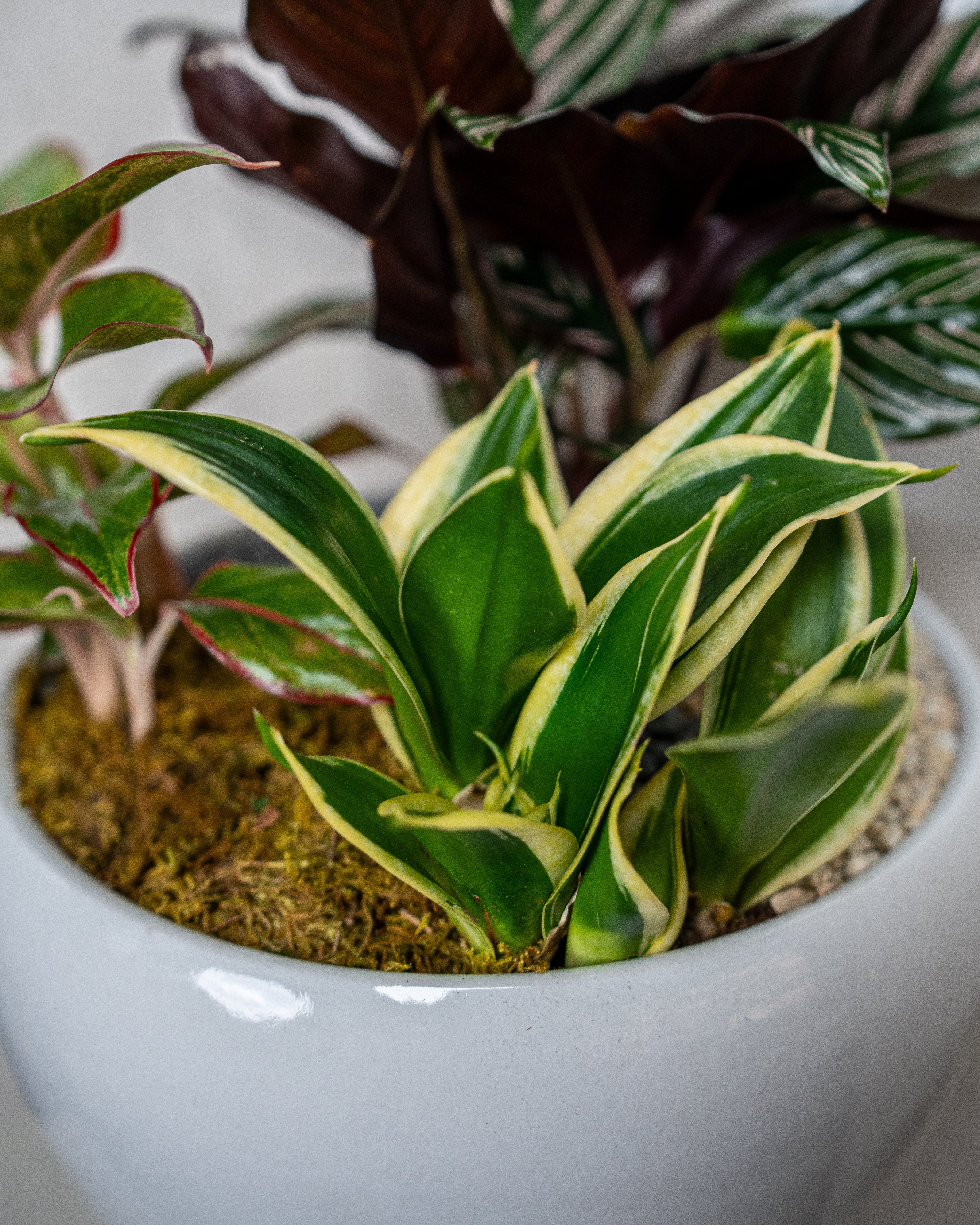Verdant Garden - Uniflora