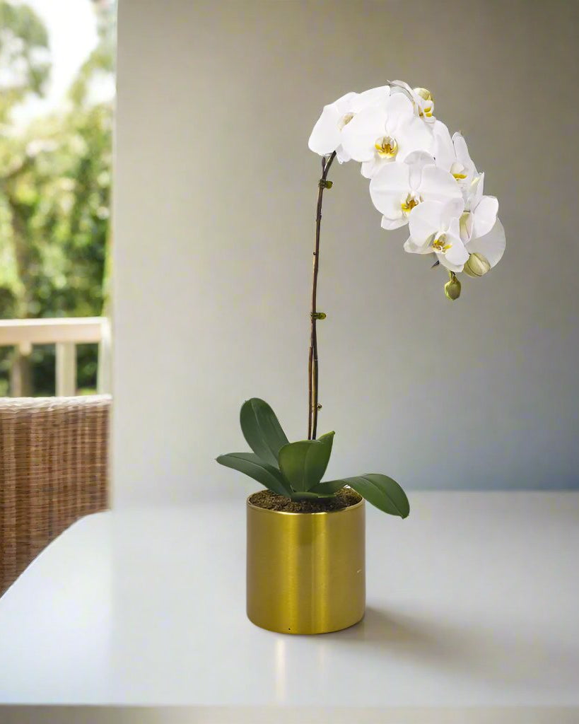 White Orchid in Metal Pot - Uniflora