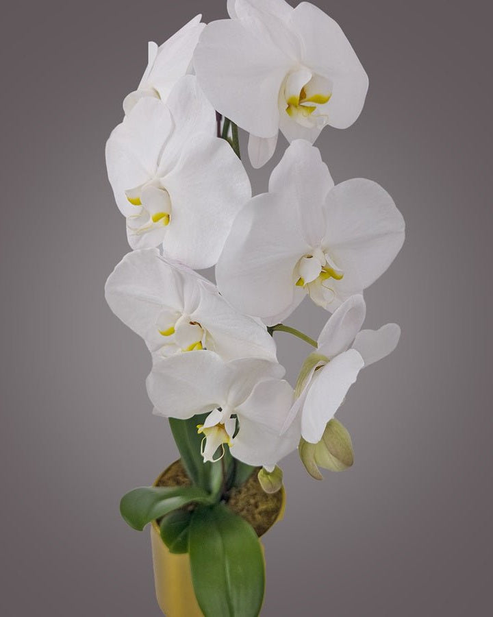 White Orchid in Metal Pot - Uniflora