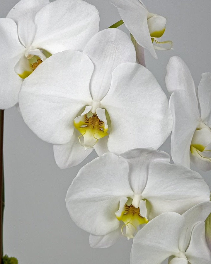 White Orchid in Metal Pot - Uniflora
