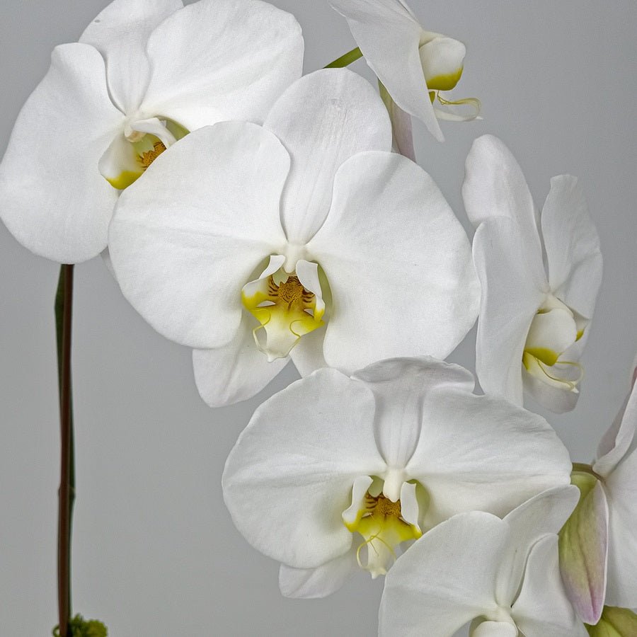 White Orchid in Metal Pot - Uniflora