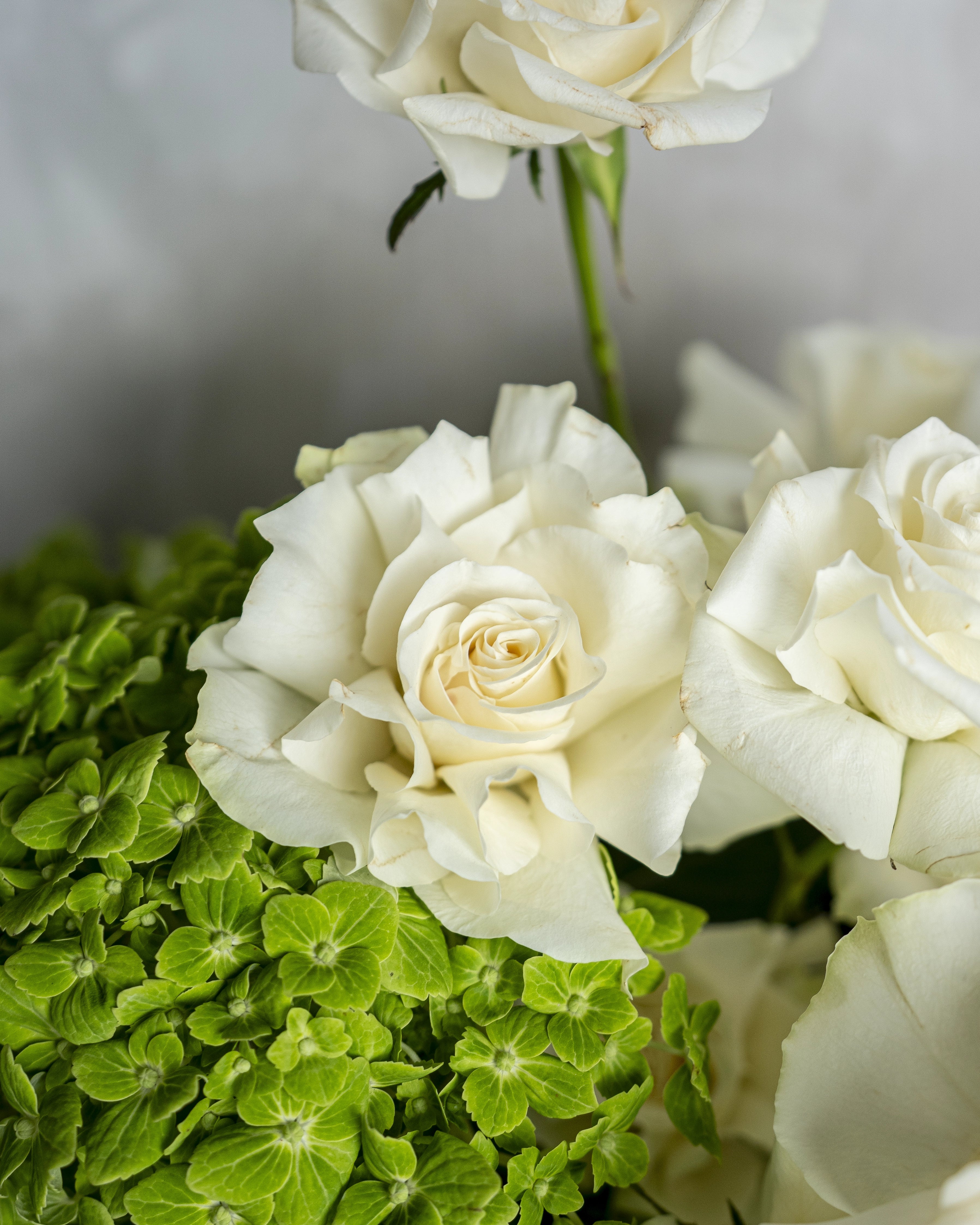 White Rose and Hydrangea Basket - Uniflora