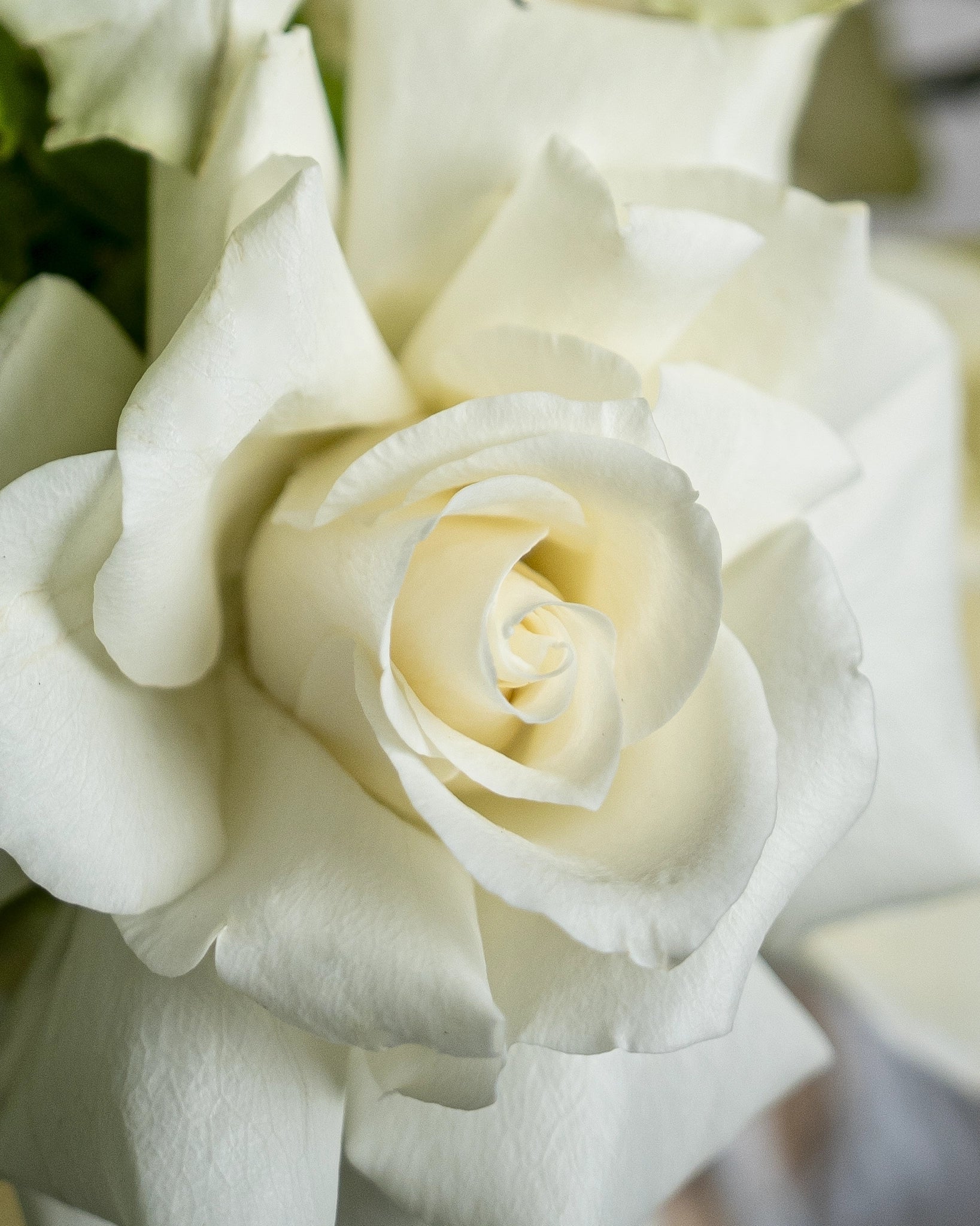 White Rose and Hydrangea Basket - Uniflora