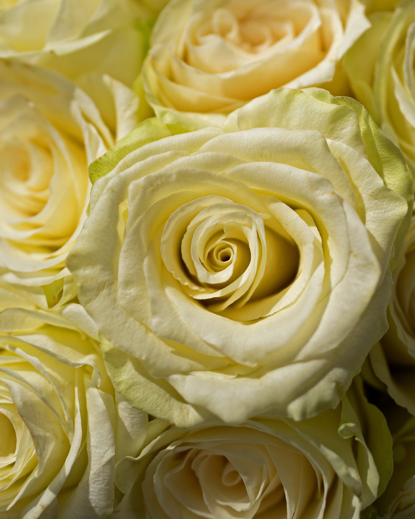 White Roses Charm - Uniflora