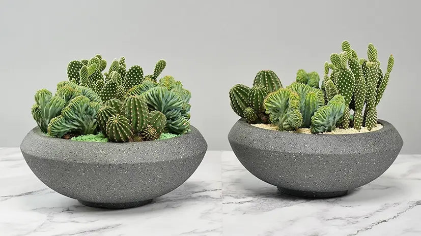 Stunning Indoor Plants that you need for your home decor!