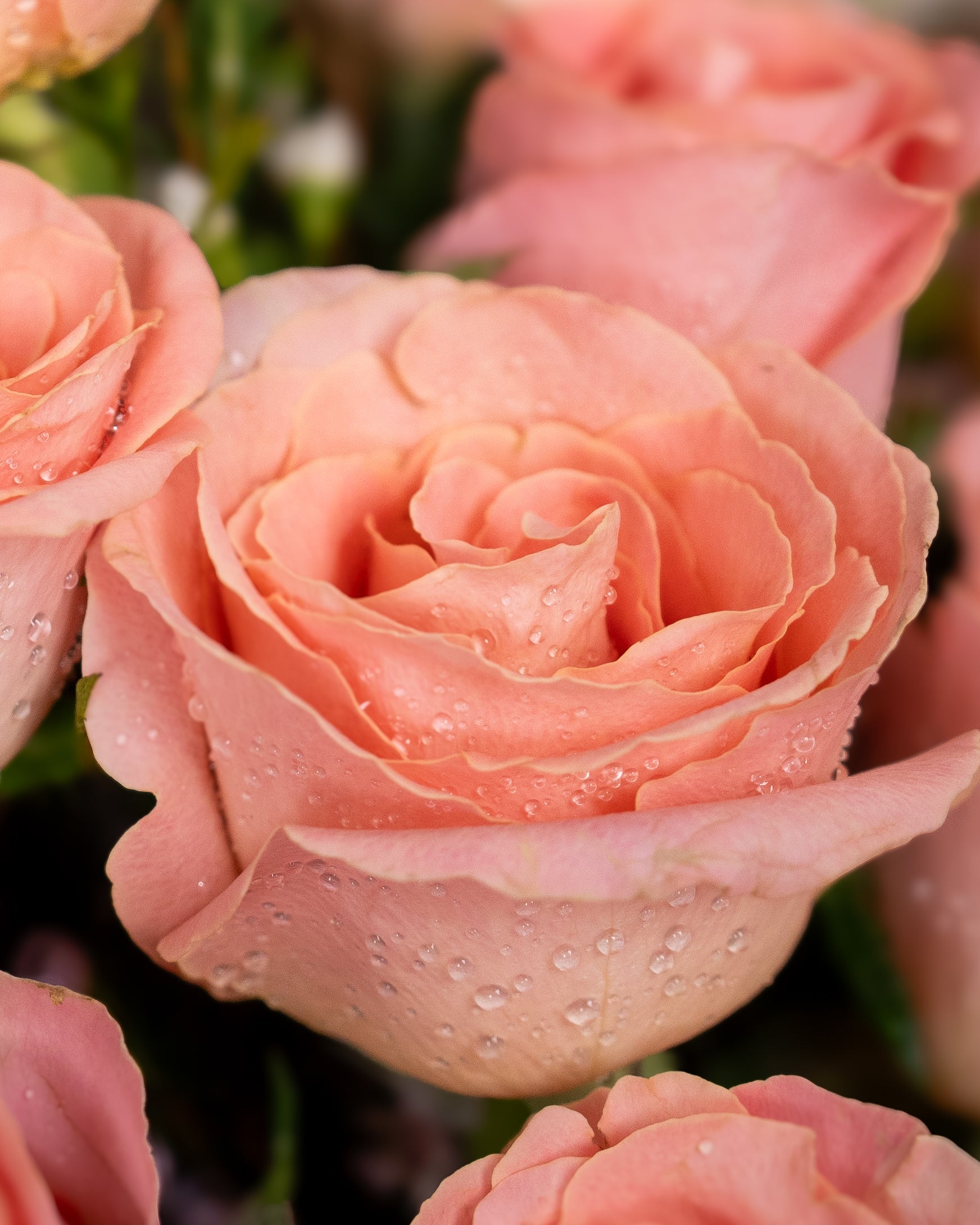 12 Baby Pink Roses Bouquet - Uniflora