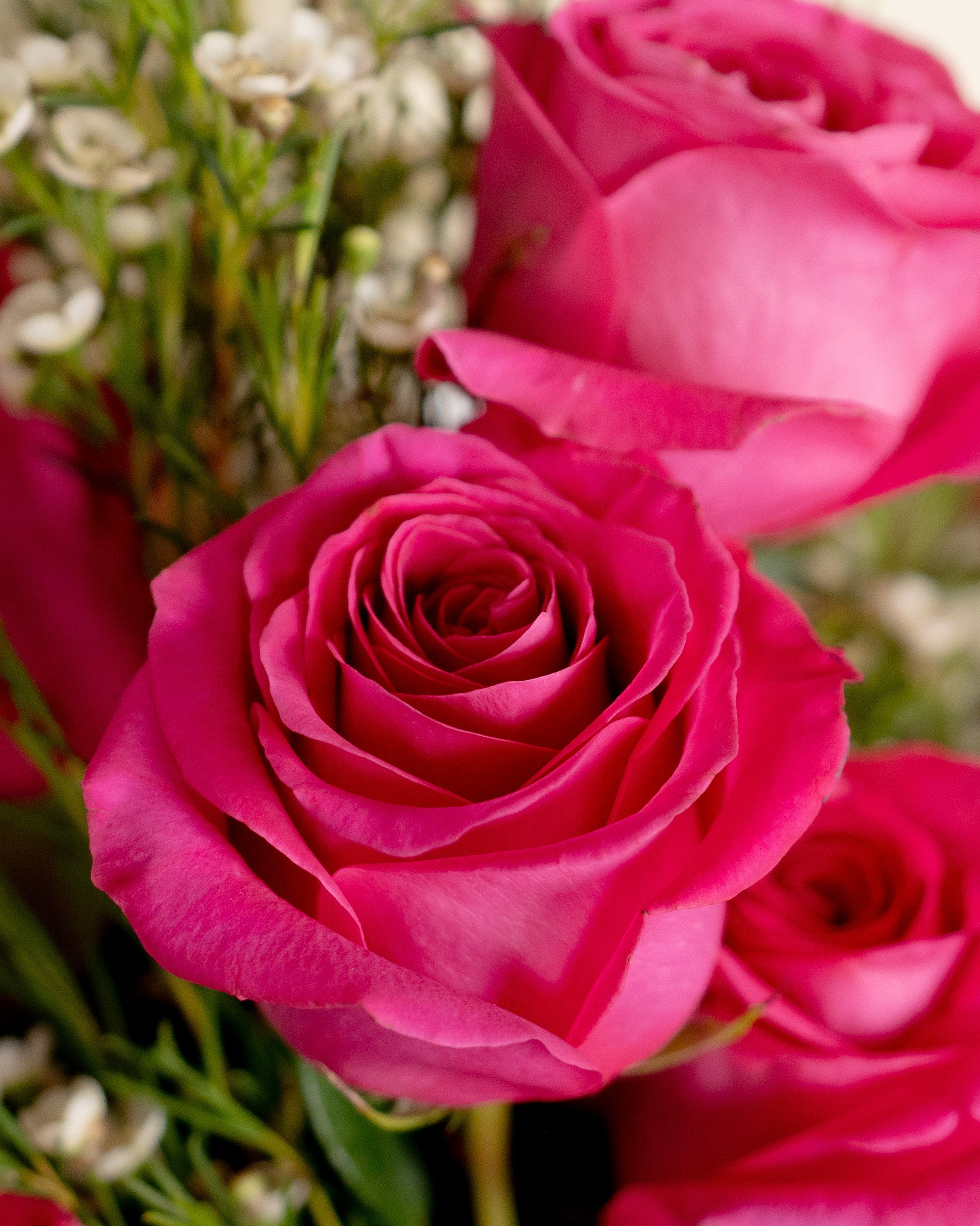 12 Fuchsia Pink Roses Bouquet - Uniflora