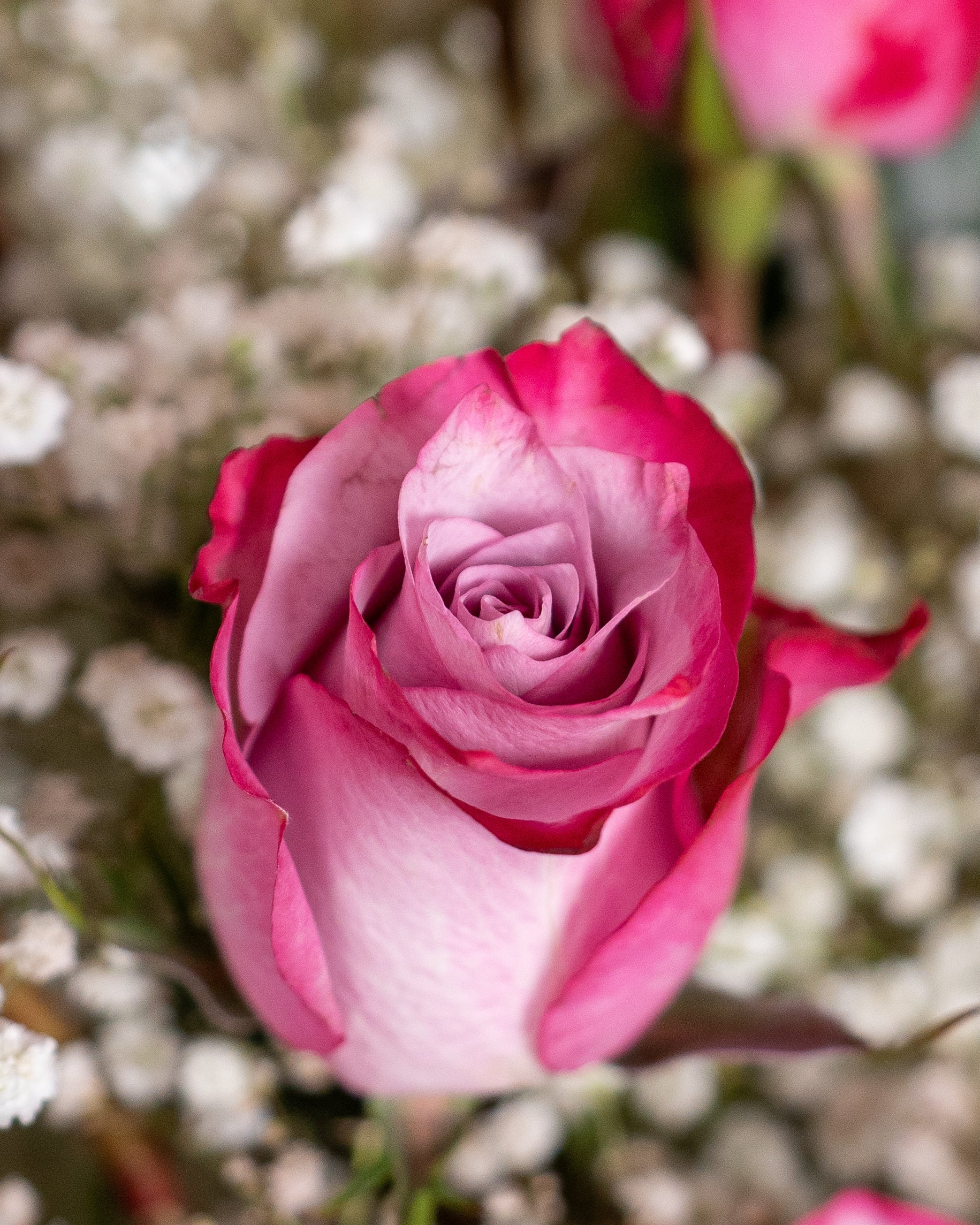 12 Purple Roses Bouquet - Uniflora