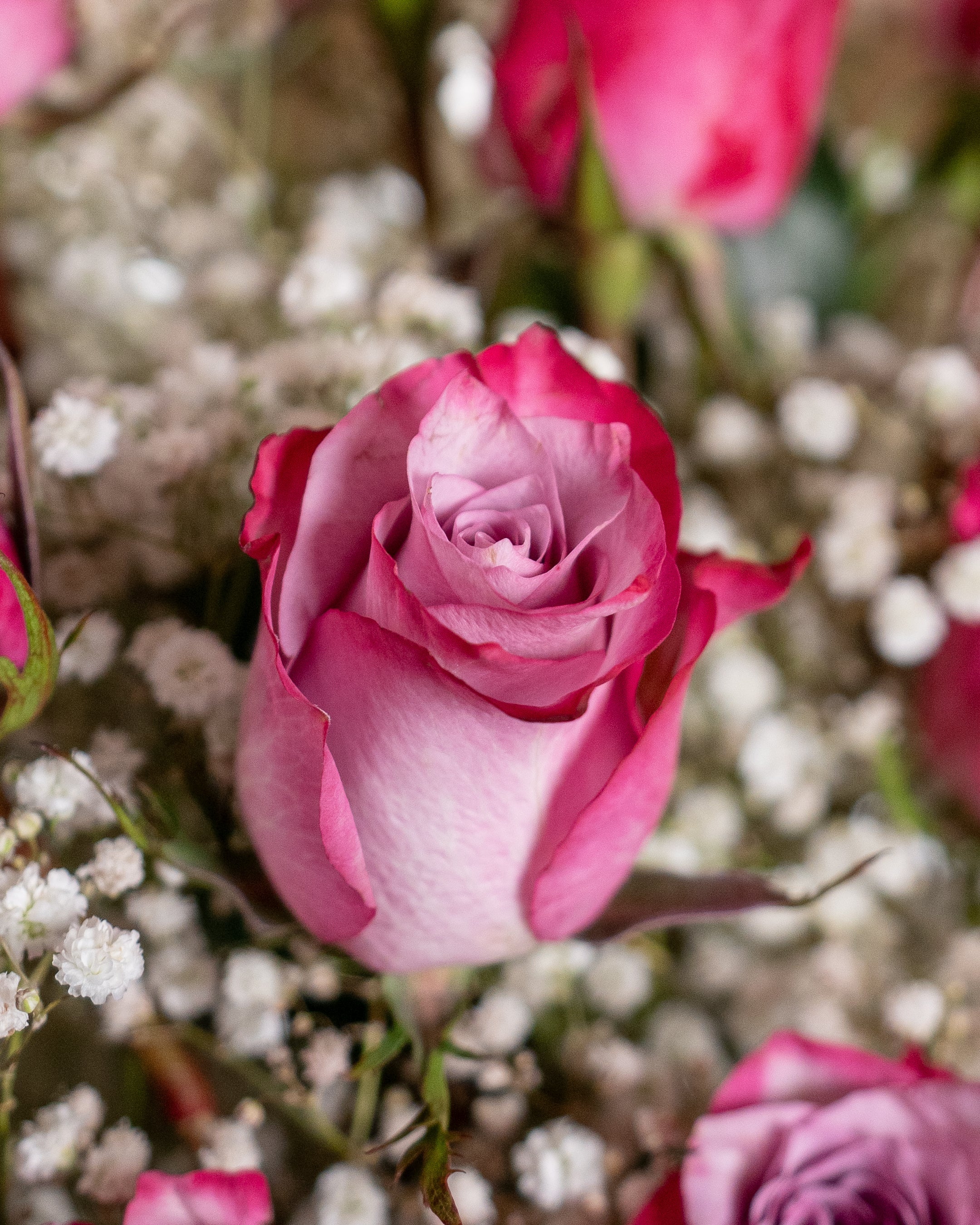 12 Purple Roses Bouquet - Uniflora