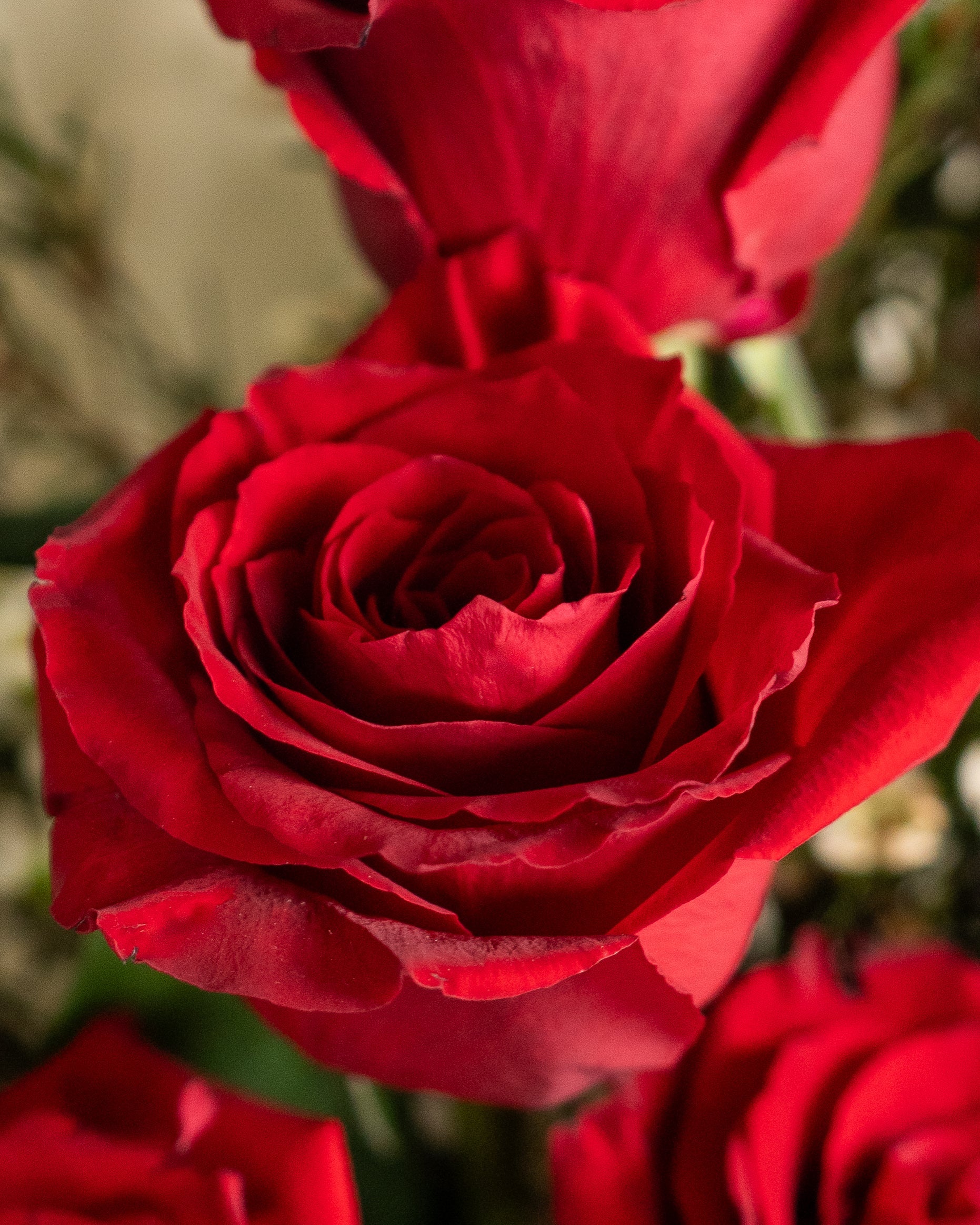 12 Red Roses Bouquet - Uniflora