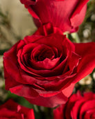 12 Red Roses Bouquet - Uniflora